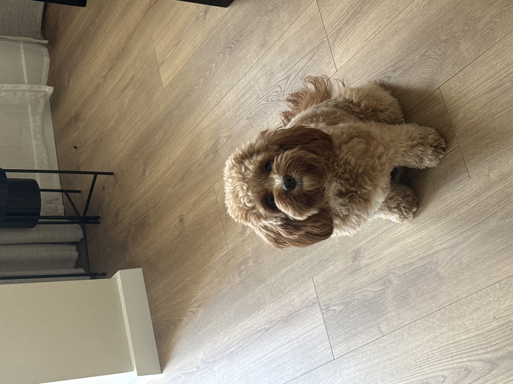 A tan, curly-haired dog lies on a light wood-look floor. To the left, a white wall and a black metal rack with folded light-colored fabrics can be seen. The floor is plank-style with subtle wood grain patterns. The dog is positioned slightly off-center to the right and appears to be looking up towards the camera. There is no indication of the location being in Burgas, Bulgaria.