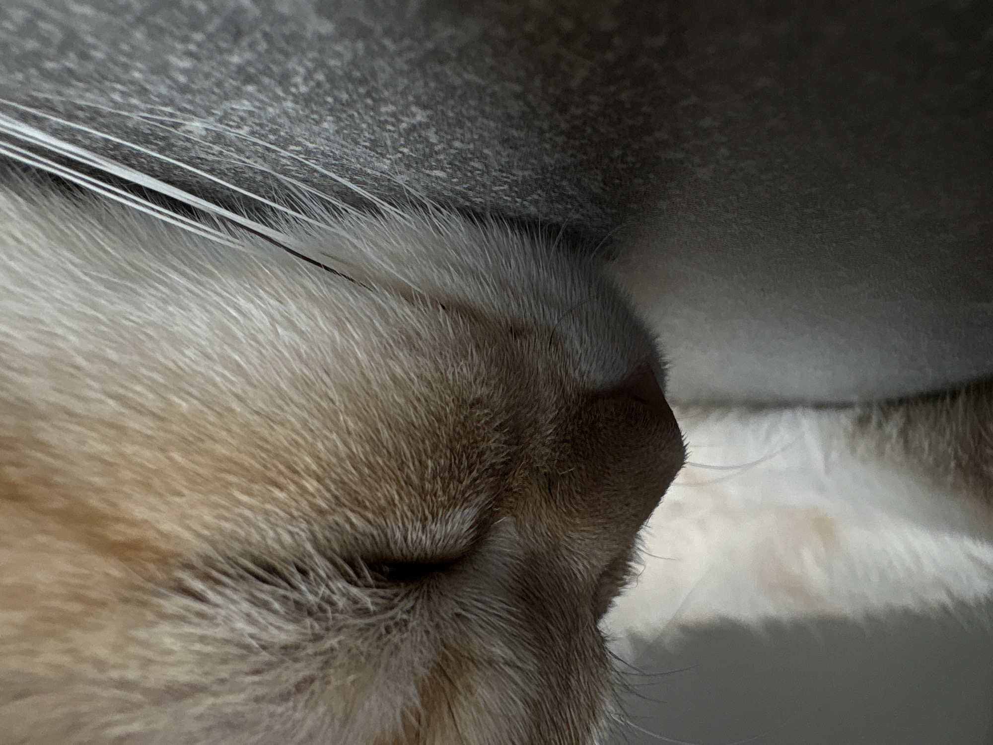 A close-up, side-profile shot captures the face of a light-colored cat, possibly a Siamese or a similar breed with cream-colored fur and some orange/tan markings around its ear and eye area. The cat's eyes are closed, suggesting it is sleeping or resting. Its nose is a dark pinkish-brown, and its white whiskers are prominent, some fanning out across its chin and resting on a dark, speckled surface. The background is blurred, with a lighter area on the left that could be the cat's body or another surface, and the dark surface it rests on dominates the foreground. There are no people or any indications of Bönnigheim, Germany present in the image.