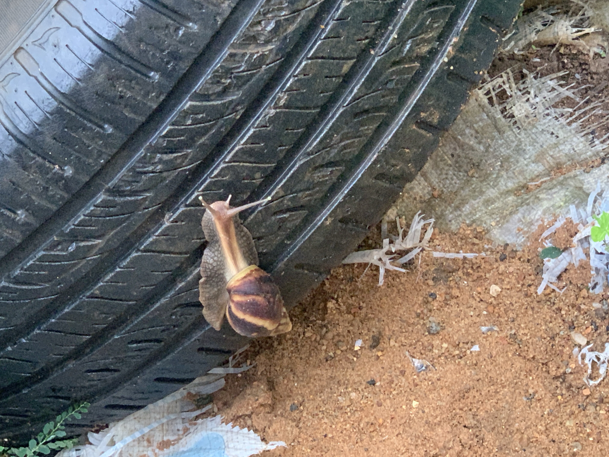 A snail with a striped shell is crawling on a black tire tread. The tire is resting on sandy soil. There is some white fabric and debris around the tire. A small green plant is visible on the left side of the image. The scene is outdoors.