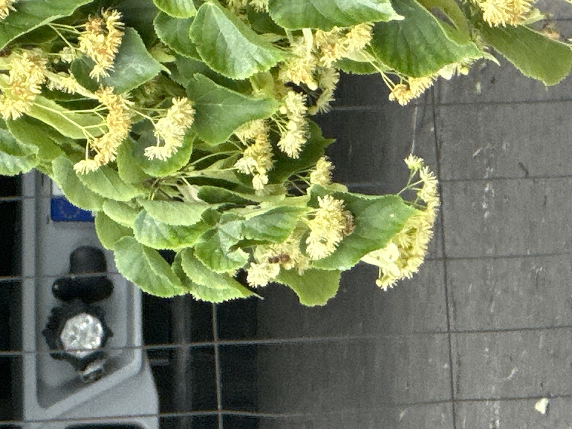 A close-up, slightly out-of-focus shot shows a cluster of small, pale yellow flowers and green leaves of a blooming tree, likely linden, against a muted background. A bee is visible on one of the flowers. The background consists of a gray tiled surface and what appears to be a metallic grate or fence. In the upper left corner, a portion of a gray plastic object with a circular metallic element and a black knob is visible, set against a grid-like structure. The overall scene suggests an outdoor setting in an urban environment. No specific location in Dornbirn, Austria can be identified from the image.