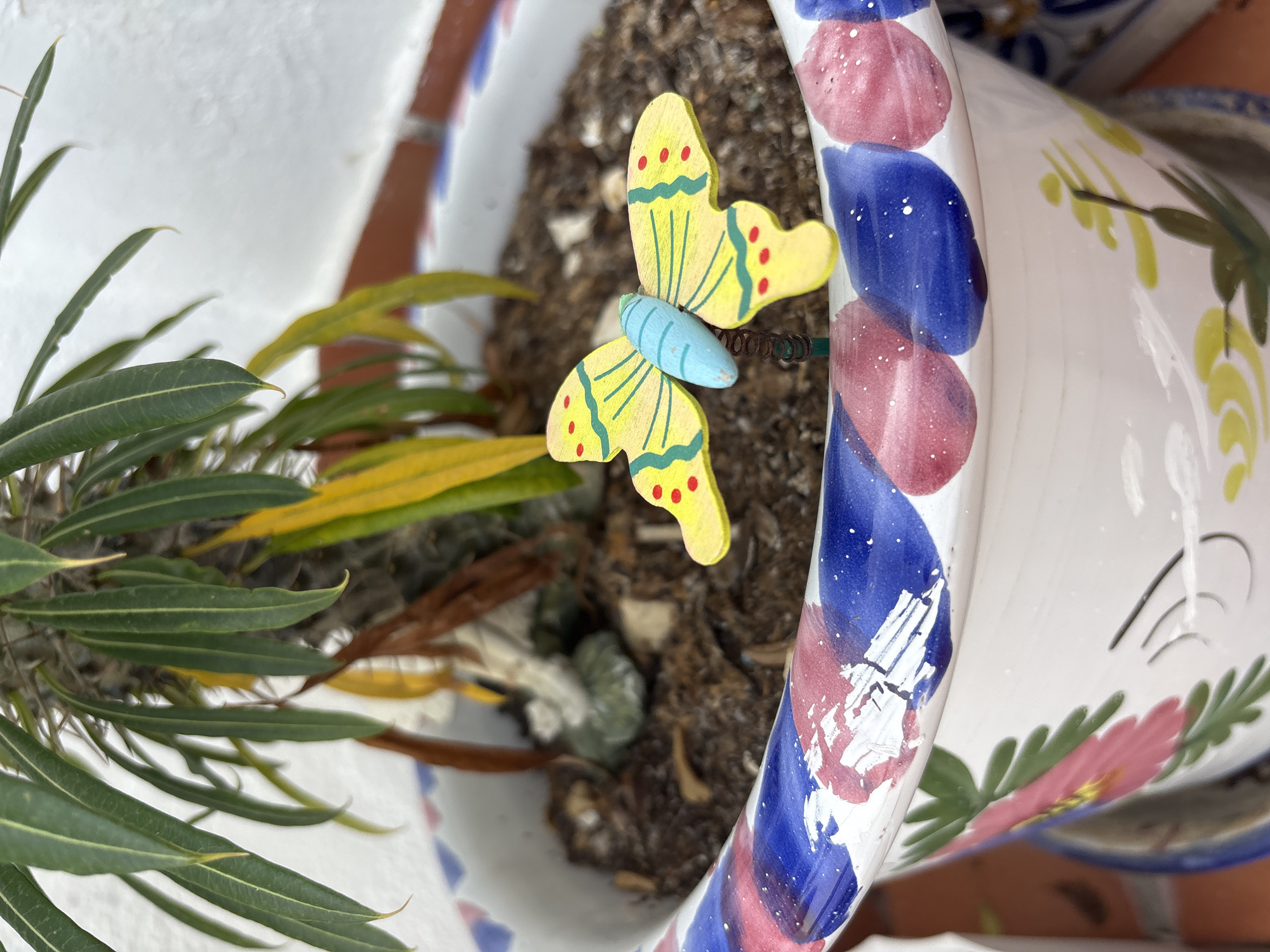 This is a close-up, high-angle, top-down shot of a potted plant. The pot is white and decorated with colorful, abstract shapes of red, blue, and green. The plant inside has long, slender, green leaves, some of which are tinged with yellow, suggesting it might be a succulent or a plant that is experiencing some seasonal change or slight stress. The soil is dark and appears to be a mixture of dirt and organic material.
The most prominent object in the frame is a decorative wooden butterfly, painted yellow with red spots and green wing patterns, and a light blue body. It is attached to a thin, dark wire that is inserted into the soil, giving the impression it is resting on the plant. The butterfly is positioned to the left of the center of the frame, facing slightly to the right and downwards.
The background is out of focus but suggests an outdoor setting. The white surface behind the plant could be a wall or a fence. The lighting appears to be natural, suggesting daylight, though it's difficult to determine the exact time of day or weather conditions. The context of Orihuela, Spain, suggests a warm or temperate climate. There is no visible text in the image. The overall impression is one of a decorative garden element.