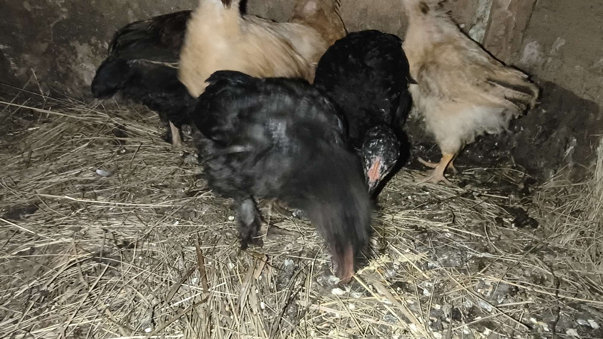 In a dimly lit coop in Zemlyanichnyi, Russia, a group of young chickens are nestled in straw. Two of the chickens are predominantly black with hints of reddish-brown around their faces and feet, while another is a light tan or buff color. One black chicken is in the foreground, bending its head down to peck at the ground. Another black chicken is partially obscured behind it. To the right, a tan chicken stands, its feathers ruffled. The environment appears to be an enclosure with a rough, earthen wall in the background. The ground is covered in a thick layer of dry straw, with scattered bits of feed or debris. The lighting is low, creating shadows and highlighting the texture of the straw and the chickens' feathers.