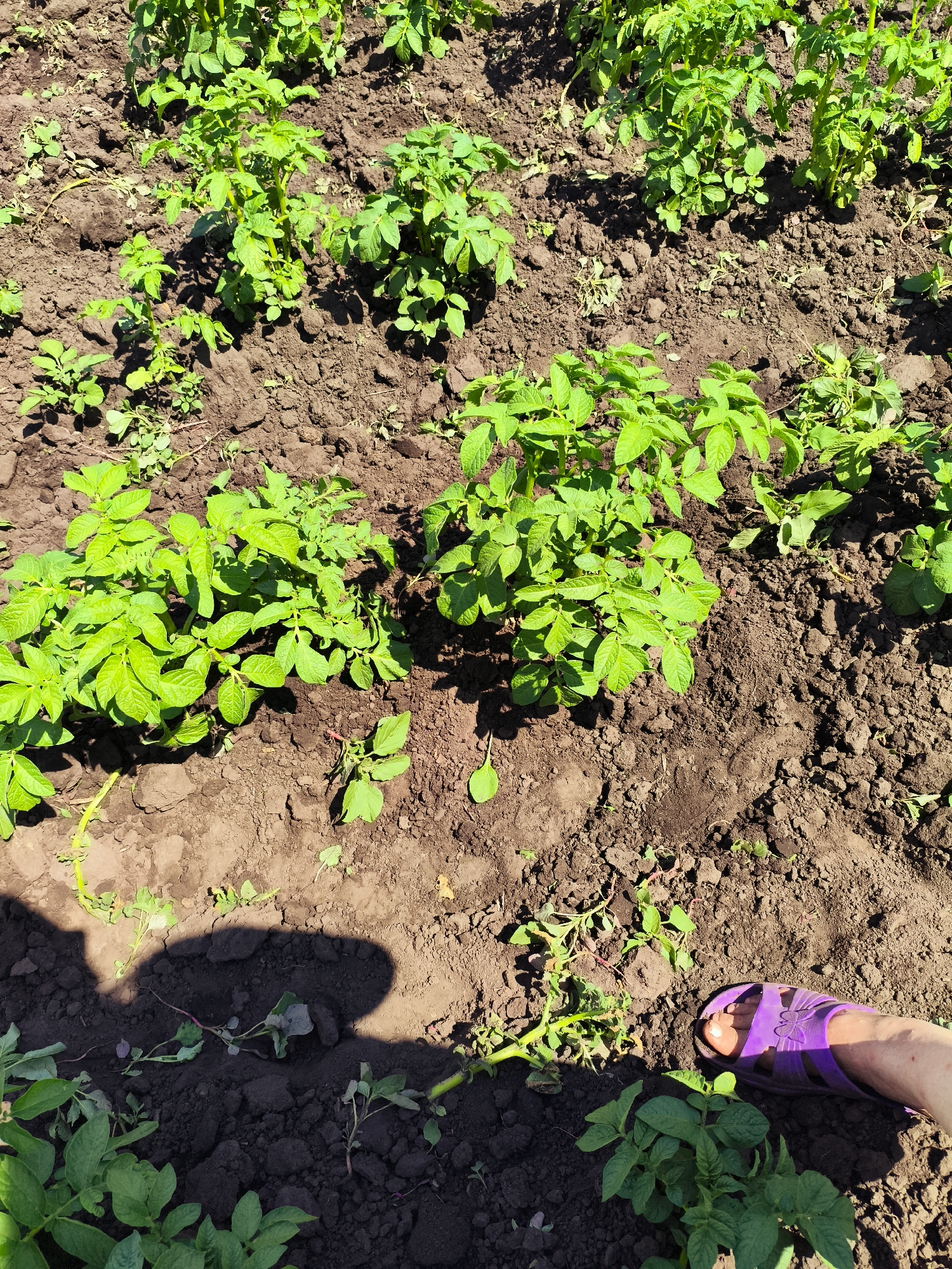 The image depicts a close-up view of a potato field in Ilmino, Russia, under bright sunlight. Several rows of young potato plants, with vibrant green leaves, are visible growing in dark, tilled soil. The plants are of varying heights, with some reaching a moderate size and others still in their early stages of growth. In the foreground, a person's bare foot wearing a purple sandal is positioned near the edge of the field. A distinct shadow of a person is cast on the soil to the left of the frame. The overall scene conveys a sense of agricultural activity in an outdoor rural setting.