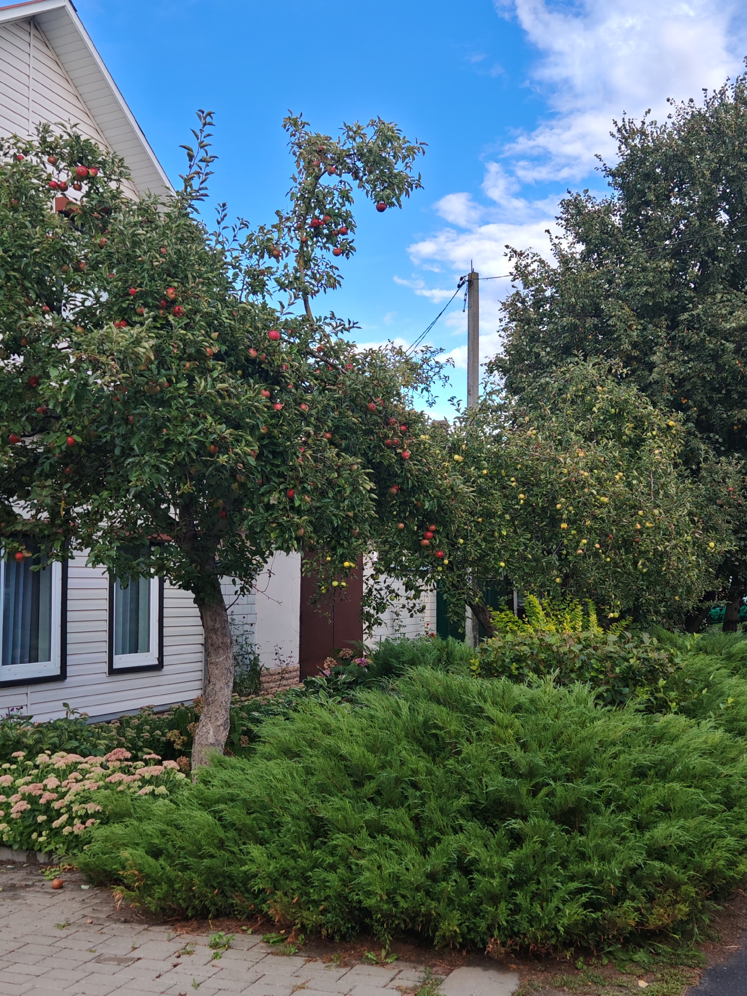This is a photograph of a residential yard in Homyel, Belarus. The scene is dominated by lush green vegetation, including a large, mature apple tree laden with ripe red apples in the foreground, partially obscuring the side of a light-colored house with white-trimmed windows. To the right of the apple tree, another tree with smaller, yellow-green fruit is visible, along with a dense evergreen shrub in the immediate foreground. In the background, a tall wooden pole with electrical wires stands against a bright blue sky dotted with white clouds. The ground is paved with light gray cobblestones, and scattered fallen leaves suggest it is late summer or early autumn. The overall impression is one of a peaceful, well-maintained rural or suburban setting.