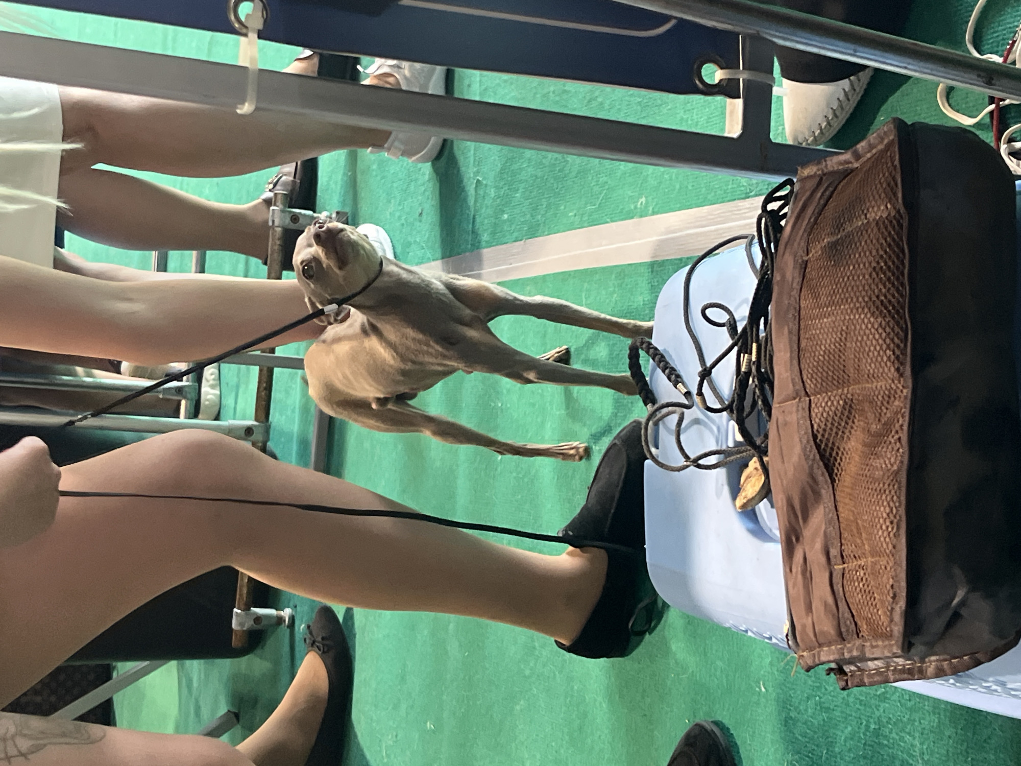 An adult Italian Greyhound stands on a green surface, possibly a show ring, with a thin black leash attached to its collar. The dog is light brown and appears thin. In the foreground, a brown bag with mesh detailing rests on a light blue surface. Behind the dog, the legs of at least two people are visible. One person wears black flat shoes, and another wears white sneakers. The environment appears to be an indoor event, possibly a dog show. The image does not contain information regarding the specific location in the city of Lahojsk selsaviet, Belarus.