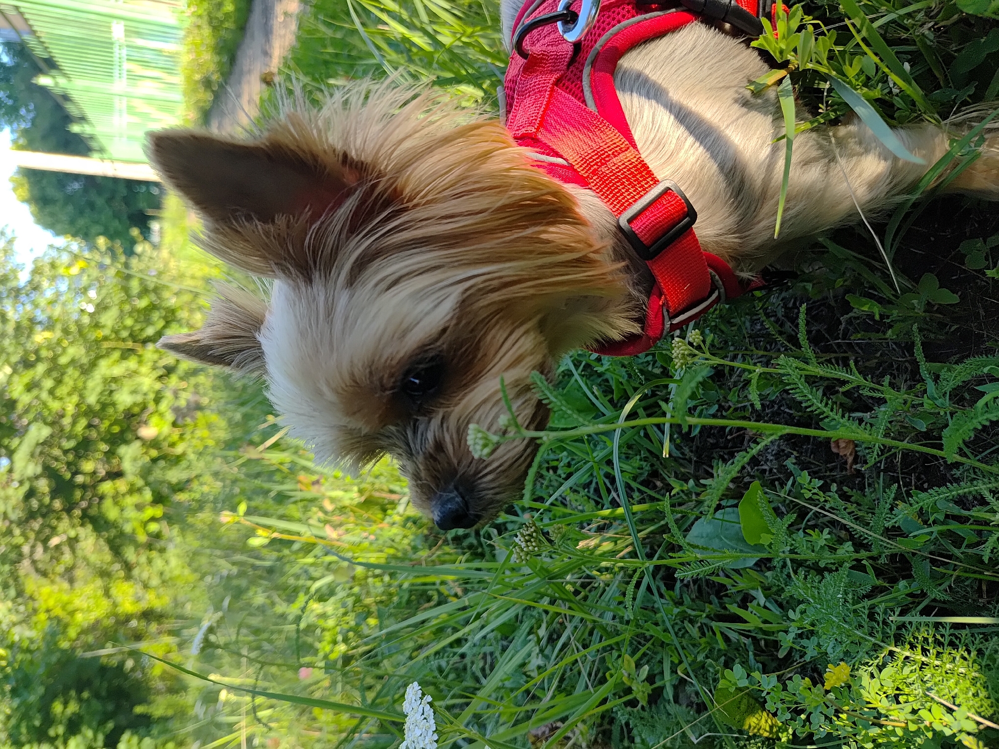 A small, tan and gray Yorkshire Terrier dog, wearing a red harness, stands in tall green grass outdoors. The dog is looking to the left, with its head slightly down. In the background, there are trees, a path, and a green fence. The lighting suggests it is daytime, possibly late afternoon, with sunlight filtering through the leaves. The environment appears to be a grassy area next to a pathway, consistent with a park or residential area within Saransk, Russia.