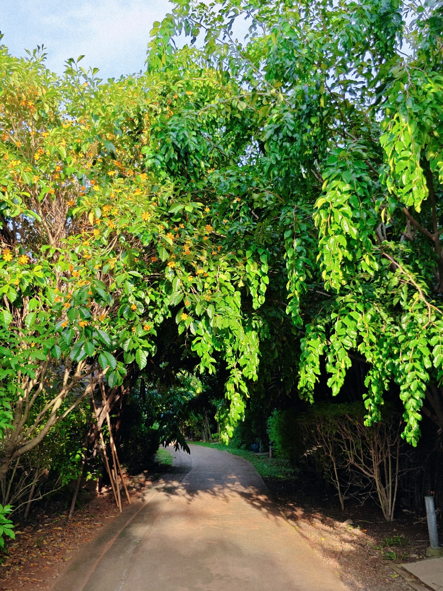 The image depicts a curved paved pathway winding through lush greenery in Mu Si, Thailand. The path, bathed in dappled sunlight, is bordered by dense foliage, including trees with vibrant green leaves and some bearing small yellow flowers. The branches of trees on either side of the path create a canopy overhead, casting shadows on the ground. In the foreground, the pathway is clearly visible, leading into a shaded area where the vegetation is thicker. The overall impression is one of a tranquil, natural setting, likely a park or garden area within the city of Mu Si. There are no people or animals visible in the frame.