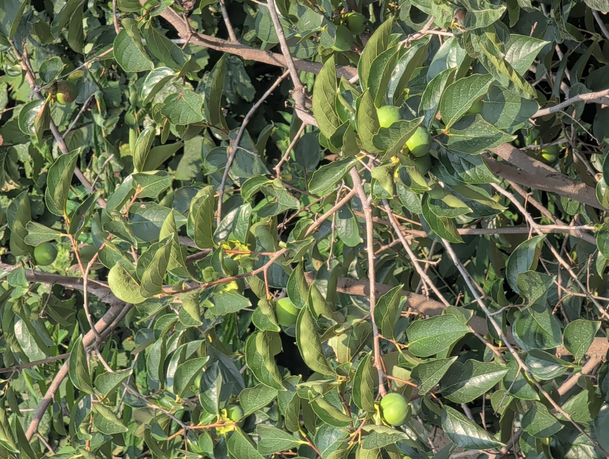 The image depicts a close-up view of a persimmon tree laden with small, green, unripe persimmons. The fruit are scattered among lush green leaves and branches. The scene is set in an outdoor environment, suggesting a natural or cultivated area. The foliage is dense, with sunlight filtering through, creating areas of light and shadow. The branches are a mix of thicker, woody parts and thinner, more flexible ones. The overall impression is one of natural growth and the early stages of fruit development. No people or human activity are visible in the image. The location is specified as Tatlı, Azerbaijan, which is likely a rural or semi-rural area where such trees would be common.