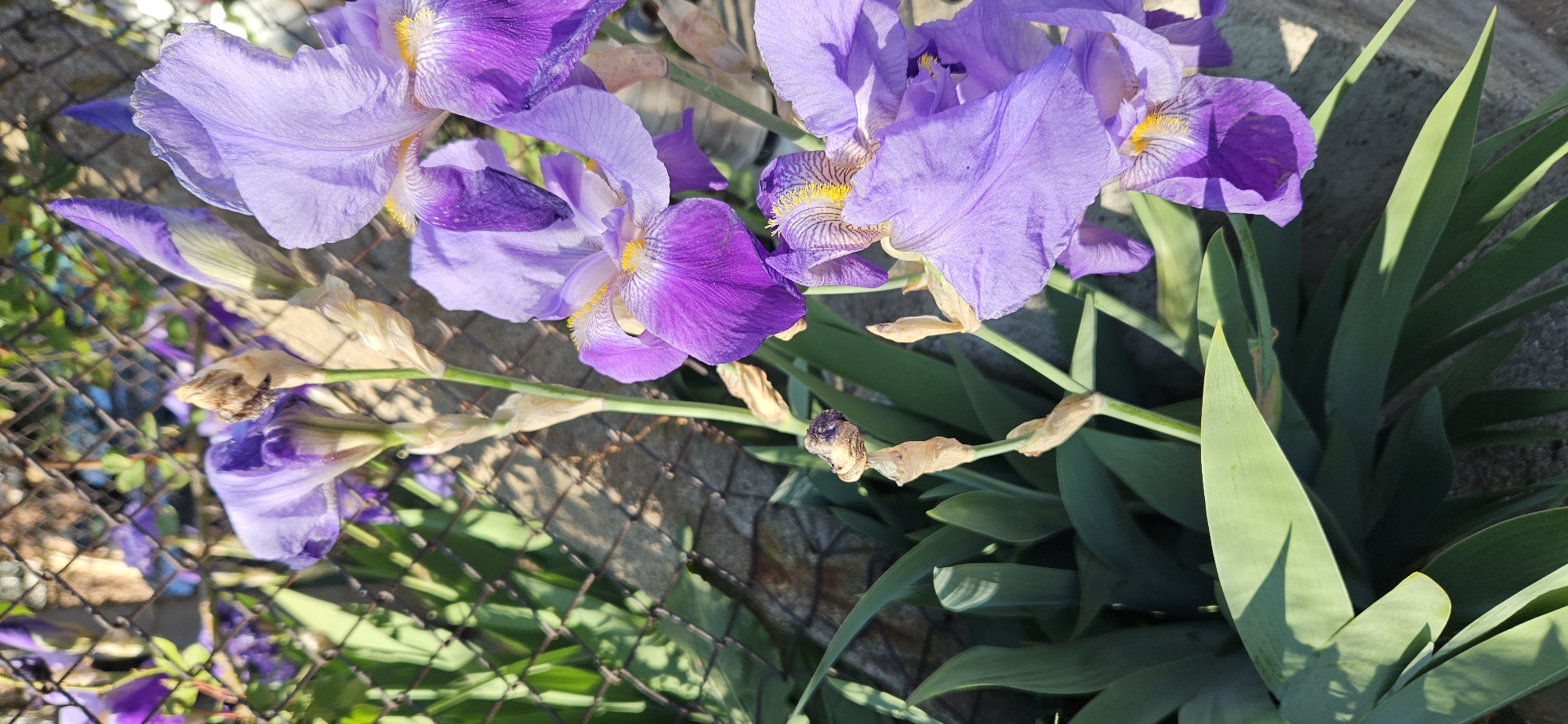 The image displays a cluster of purple irises in an outdoor setting, possibly in a garden within the city of Unknown, Unknown. The irises are at various stages of bloom, with some blossoms fully open, displaying their intricate yellow and purple patterns, while others are still in bud or have already withered. The flowers are juxtaposed against vibrant green, sword-shaped leaves, suggesting healthy growth. The foreground includes a section of a wire fence or mesh, partially covered with foliage, implying the flowers are growing near a boundary or edge. The lighting suggests it's daytime, with shadows and bright highlights visible on the flowers and leaves.