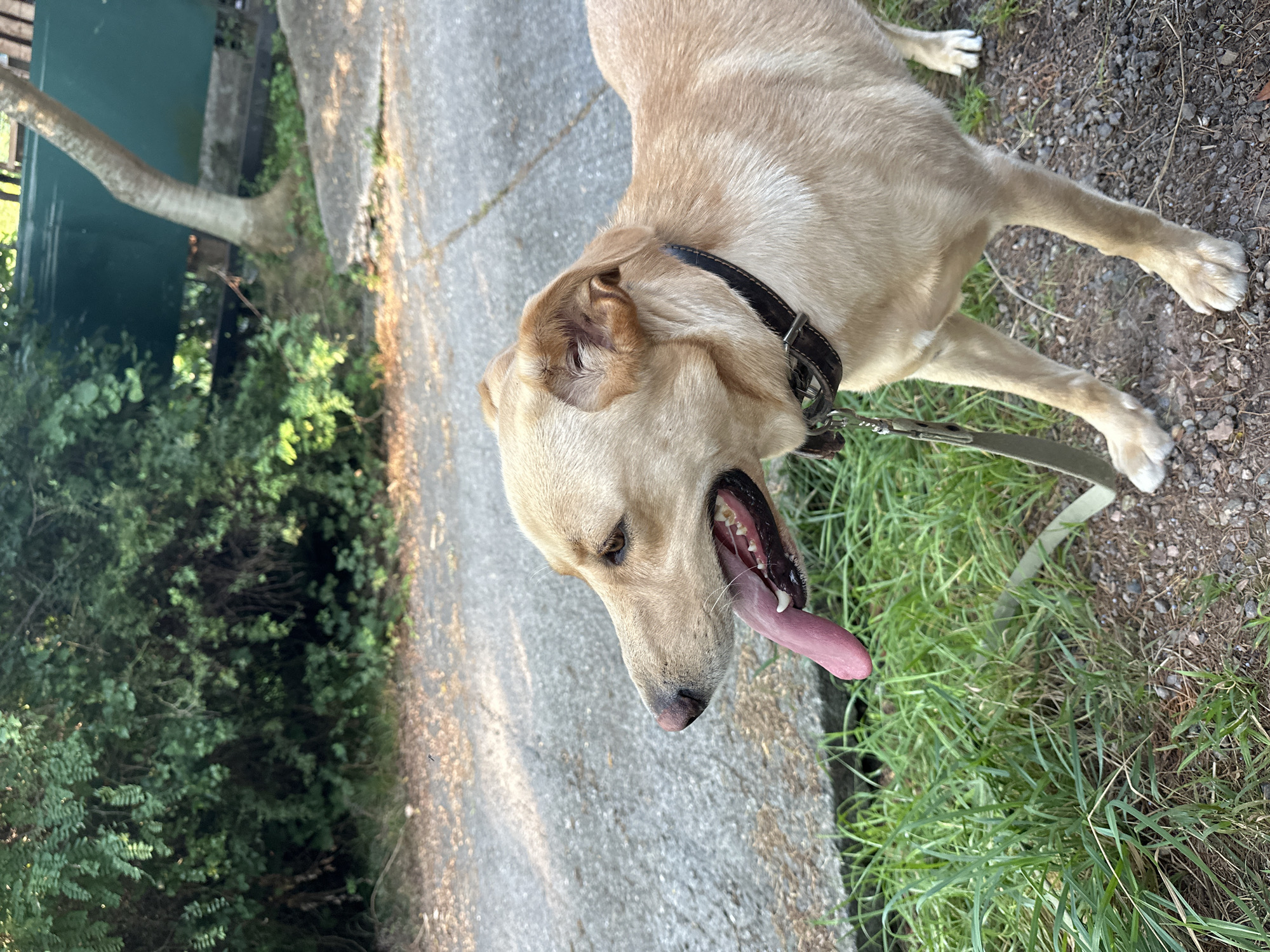 A light-colored dog, panting with its tongue out, stands on a gravel path next to a grassy area. The dog is wearing a dark collar and a leash. In the background, there is a concrete path, green foliage, and a tree with a green structure behind it. The scene appears to be outdoors in a natural setting, possibly a park or a walking trail, consistent with the Matsesta Microdistrict, Russia.