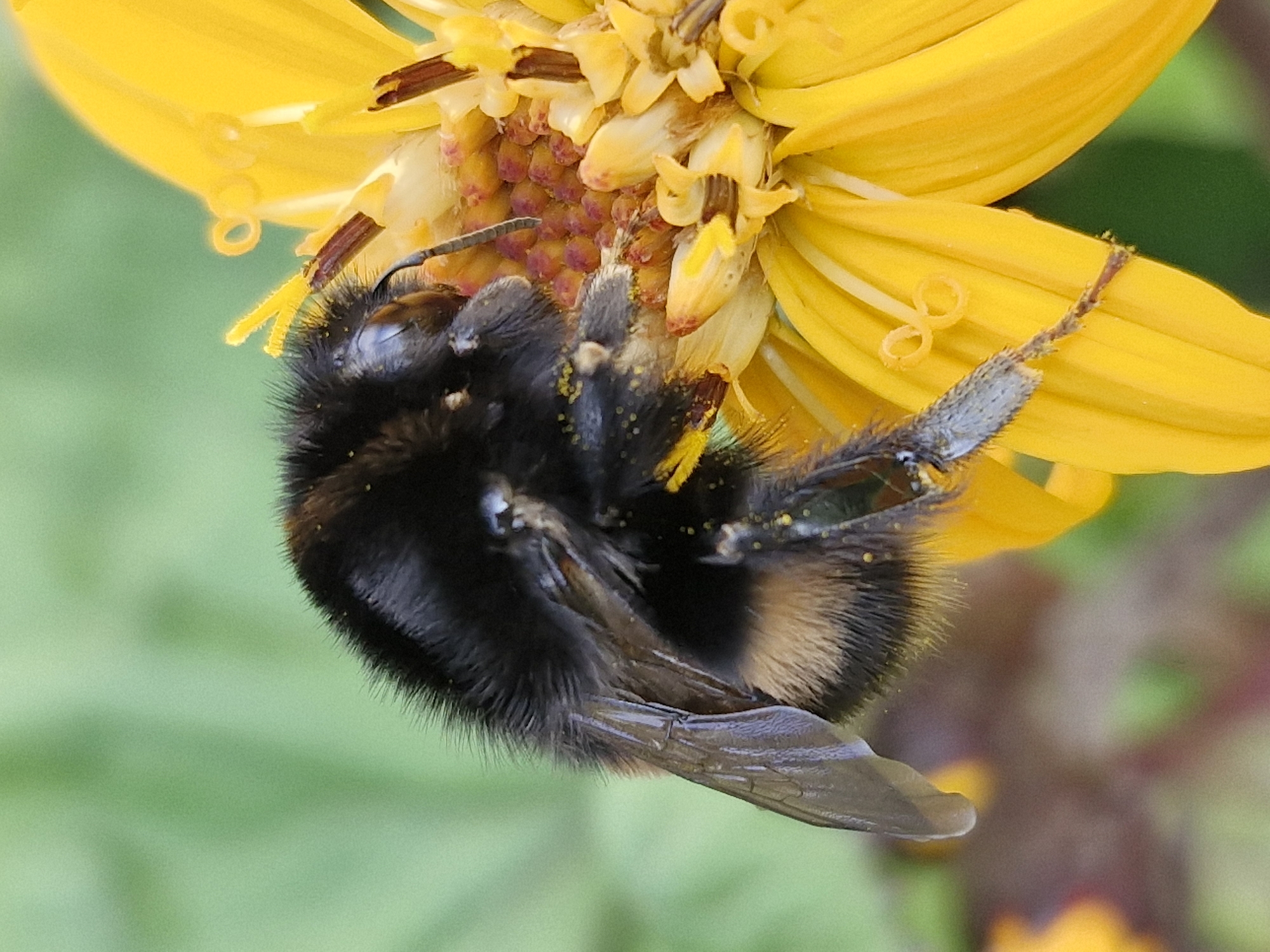 A close-up macro photograph captures a bumblebee deeply engaged in pollinating a vibrant yellow flower. The bee, with its characteristic fuzzy black and yellow stripes, is positioned on the flower's center, its head obscured as it feeds. Pollen dust is visible on its body and the flower's reproductive parts. The flower, with its bright yellow petals, fills much of the frame, while a soft, green, out-of-focus background suggests a natural outdoor setting. The image was taken in Klaipėda, Lithuania, likely in a garden or park environment.