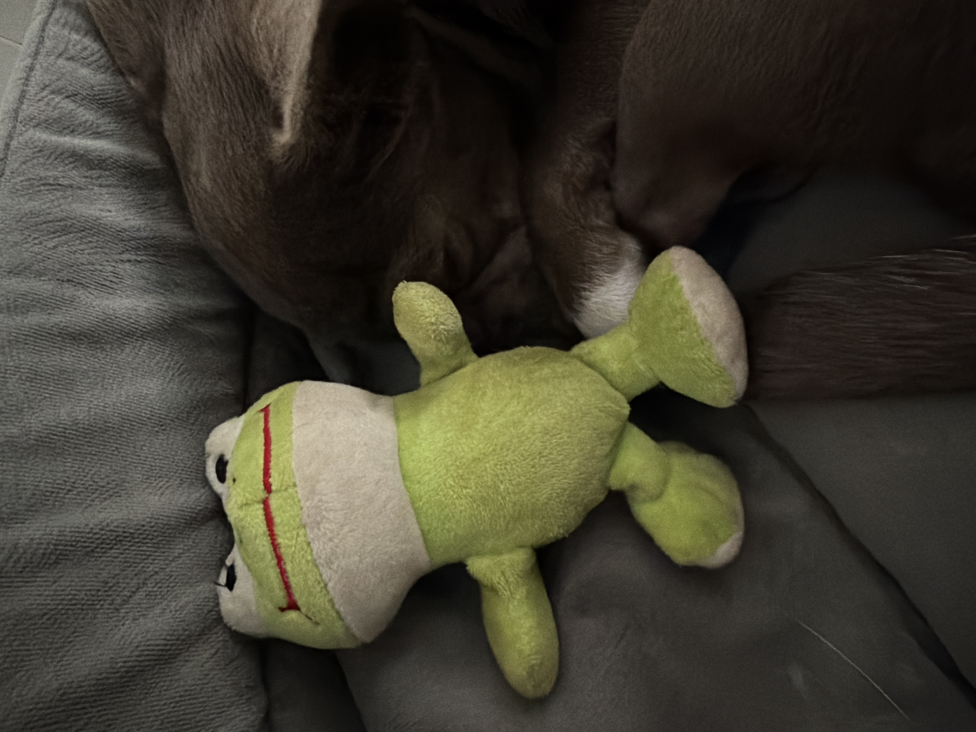 A stuffed green frog toy with a beige neck lies on a gray, cushioned surface. Above the toy is a dog, likely sleeping, with its brown fur visible in the upper half of the image. The scene is indoors, likely a pet bed or similar resting space. The location of the scene is unknown.