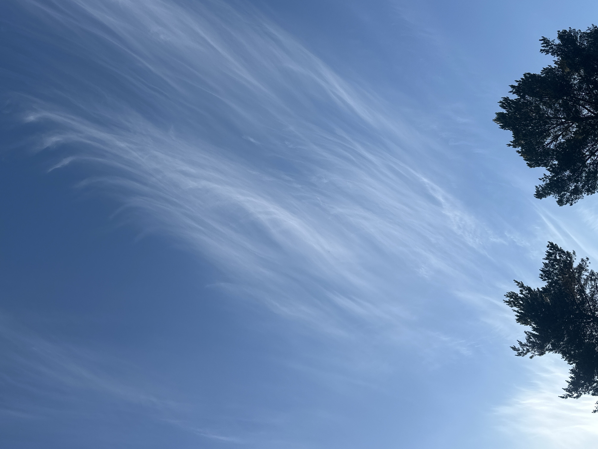 The image depicts a clear blue sky with wispy, feathery clouds stretching across it. Silhouettes of evergreen trees are visible at the bottom of the frame, with the top portions of their canopies reaching towards the sky. The scene appears to be set in an outdoor environment, possibly a park or forest area, given the presence of trees. The lighting suggests it is daytime. Based on the context provided, this photograph was taken in Nummela, Finland.