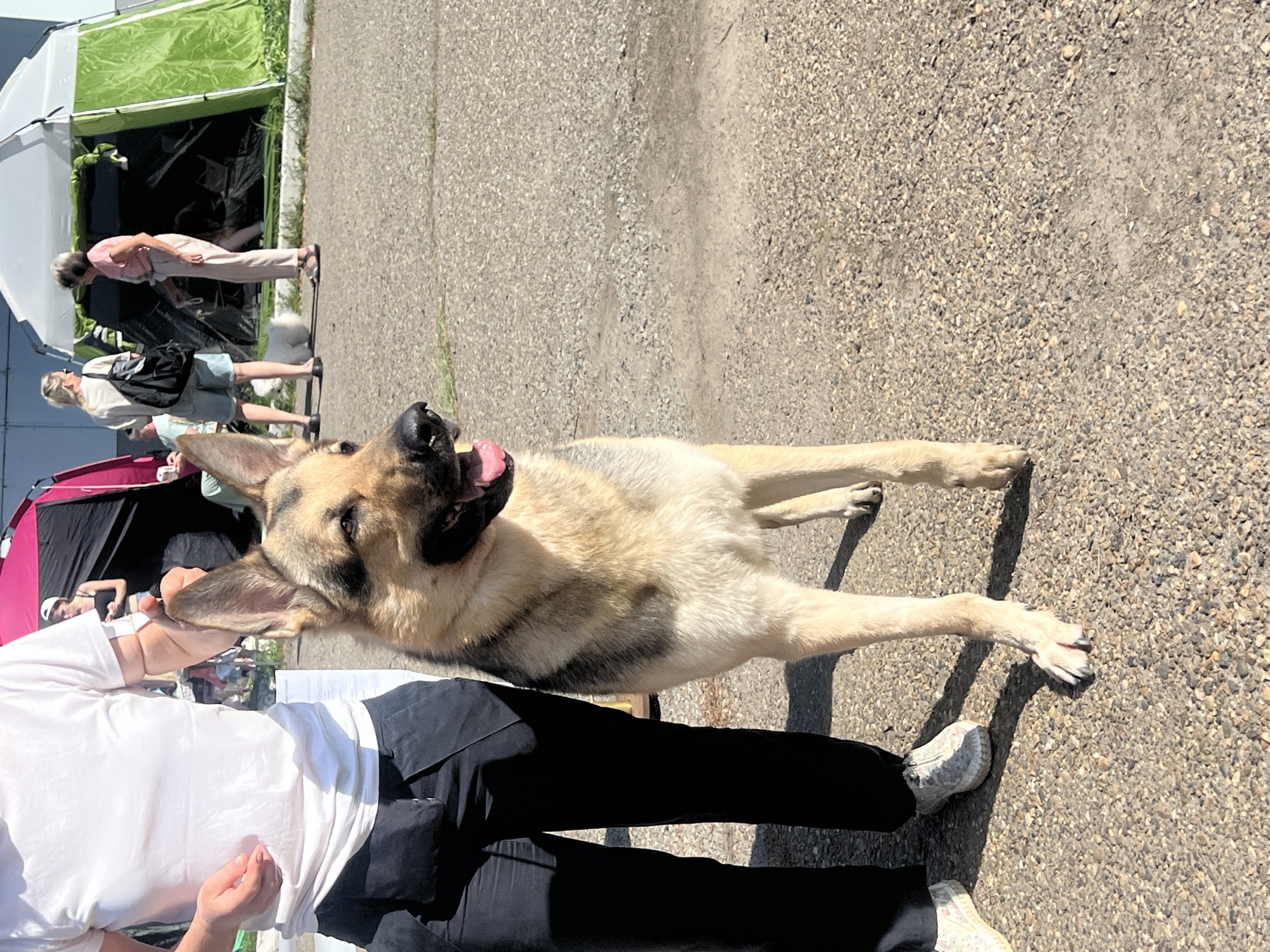The image depicts a German Shepherd dog in Kazan, Russia, standing on a pebble-covered surface. A person wearing a white shirt and black pants stands next to the dog. Several other individuals and tents are visible in the background. The scene is brightly lit.