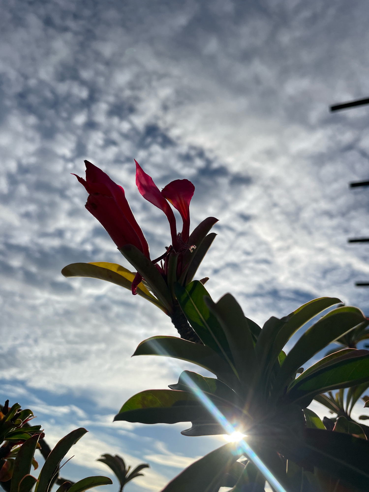 In Pattaya City, Thailand, the image captures a close-up of a vibrant pink desert rose flower against a backdrop of a cloudy sky. The sun is intensely bright, creating a lens flare effect as it shines through the leaves of the plant. The flower appears to be in bloom, with its petals unfurling towards the sky. The leaves are a lush green, and some are tinged with red at the edges. The overall mood is one of natural beauty and vibrant life, with the sun's powerful presence adding a dramatic element to the scene.