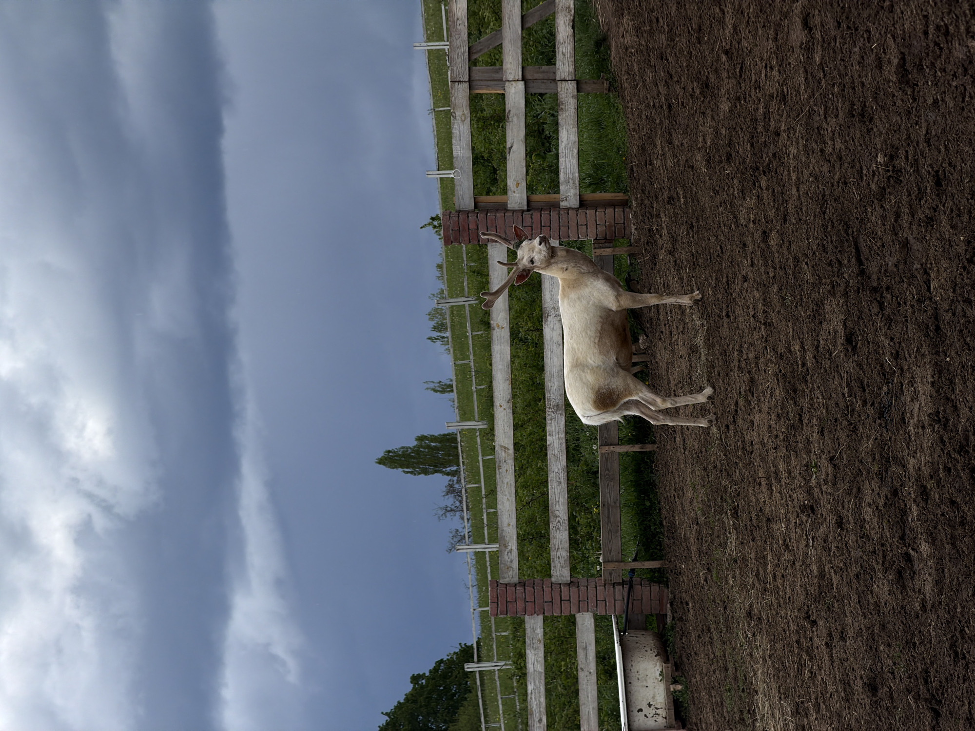 An animal with antlers stands near a wooden fence. The ground is dirt. The sky is cloudy. The location appears to be a rural area, but there is no specific information to verify the location as Dsegh, Armenia.