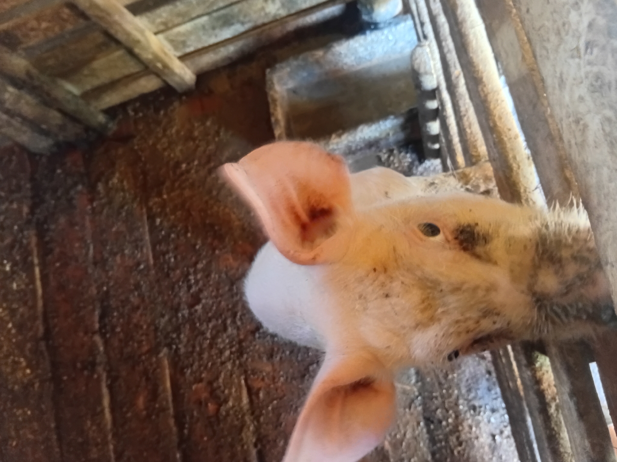 A close-up shot shows a piglet in a pen, possibly on a farm in Verkhniachka, Ukraine. The piglet is the primary subject, with its head and ears prominently featured. The environment appears to be a rustic enclosure made of wood, with visible wooden planks forming the walls and possibly a roof overhead. The floor of the pen seems to be covered with dirt or straw, and some debris is visible. The lighting suggests an indoor setting or a shaded area. The image has a slightly gritty texture, possibly due to the presence of dirt and the material of the pen.