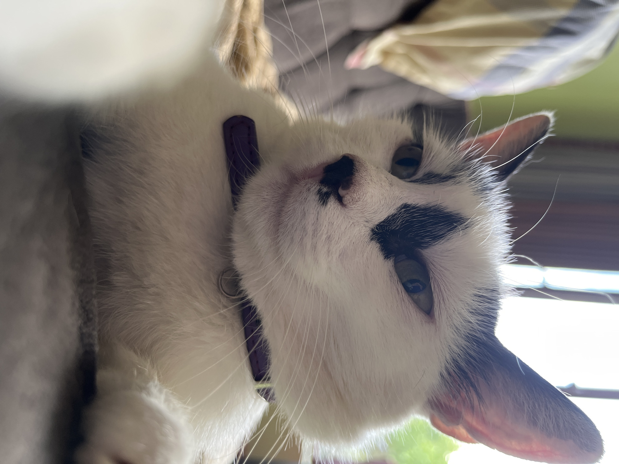 A close-up, low-angle, eye-level shot captures a black and white cat lying down on a gray, textured surface indoors. The cat, wearing a purple collar, faces slightly to the left, with its head tilted. Its left eye is open and looking forward, while its right eye is partially closed. The cat's fur is predominantly white with black markings on its head and a black nose. A patterned yellow and white fabric is visible in the upper left quadrant of the image, and a window with natural light is in the background. The image appears to be a selfie taken by the cat, given the perspective and the blurred foreground on the left. The location is Ureki, Georgia.