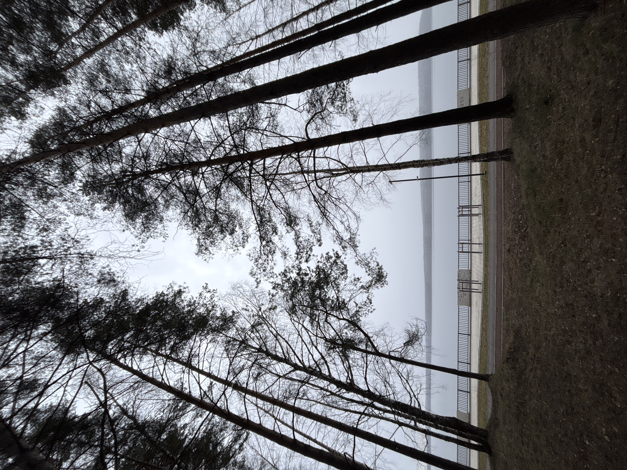 A low-angle, medium shot shows trees in a line next to a body of water, likely the Kama Reservoir in Chaikovsky, Russia. The tree trunks are dark, and their branches, some bare and some with foliage, reach upwards toward the overcast sky. The water is grey and extends to the horizon. Along the water's edge is a pedestrian walkway with a railing, a path, and a grassy area. The scene appears to be taken during the late fall or early spring due to the bare trees and overcast weather. The image is rotated counterclockwise.