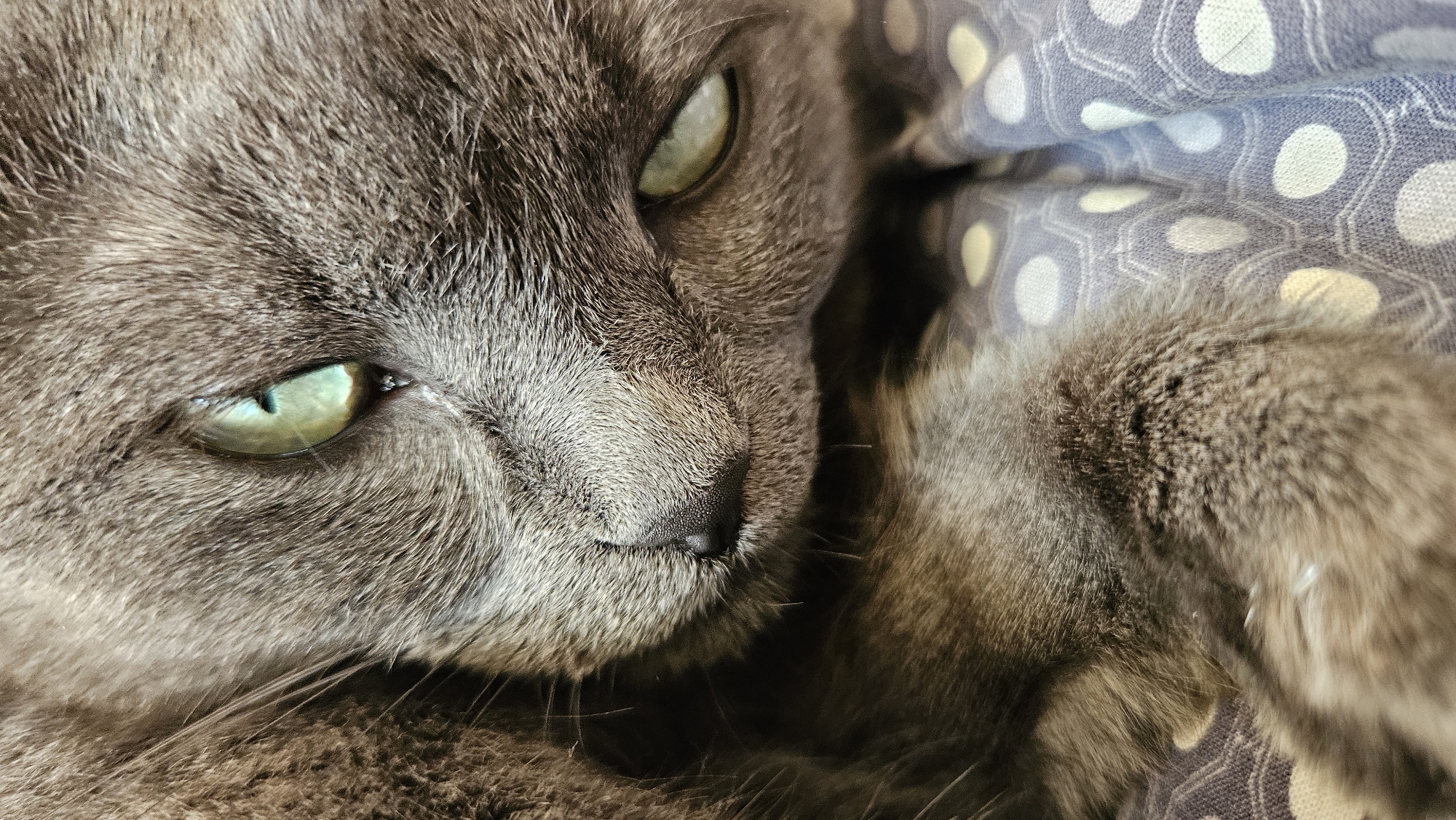 A close-up, head-and-shoulders shot captures a grey cat with striking green eyes. The cat is lying down, partially obscured by its own fur and a patterned blanket featuring white and yellow polka dots on a grey background. The image focuses on the cat's face, highlighting its textured fur, nose, and one partially closed eye. The lighting is soft, emphasizing the cat's features. There is no information in the image to indicate its location in the city of Krasnodar, Russia.
