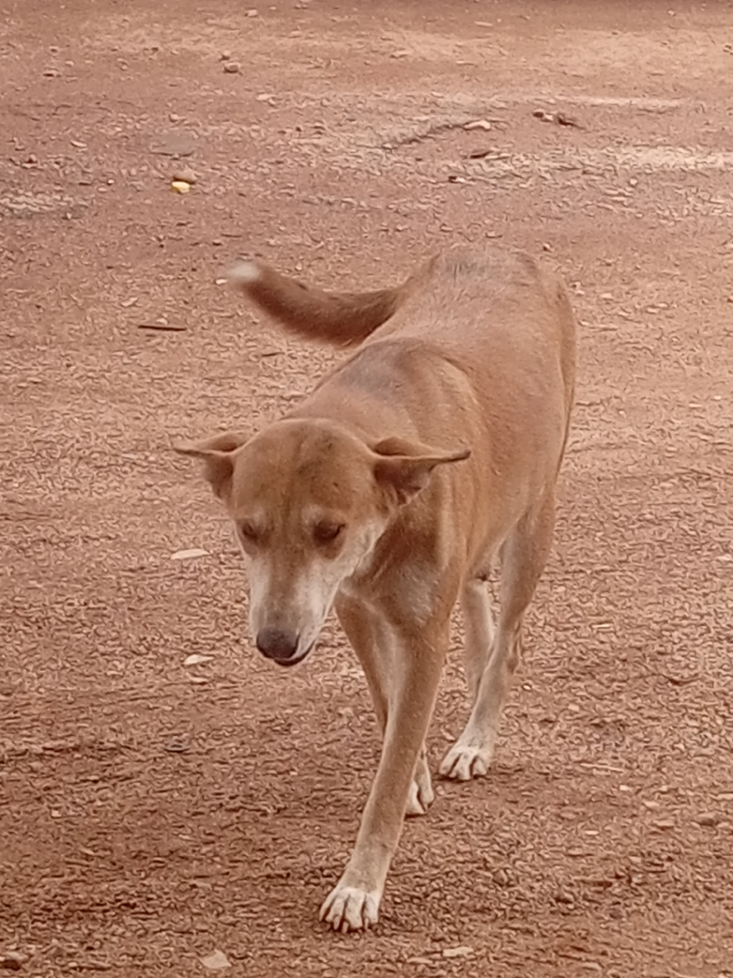 A single light brown adult dog, appearing to be a mixed breed, is captured walking on a reddish-brown dirt or gravel surface in an outdoor environment in the city of Unknown, Unknown. The dog is positioned centrally, facing towards the viewer with its head lowered and tilted slightly to its left. Its body is angled towards the right side of the frame, with its left front leg extended forward in mid-stride. The dog's coat is short, uniformly light brown, with a lighter-colored muzzle. Its ears are medium-sized and appear to be slightly drooped or set back. A portion of the dog's tail, which has a lighter tip, is visible in the upper right section of the image. The ground is characterized by a coarse, textured appearance, indicative of dry soil or small stones. A small, bright yellow object is discernible on the ground in the upper left background. The scene is illuminated by natural light, casting no distinct shadows.