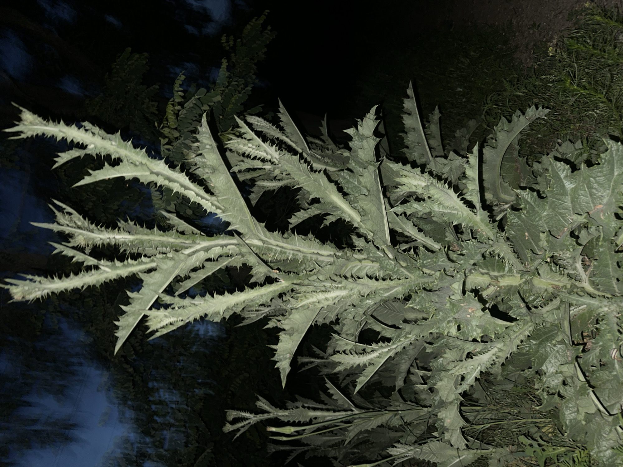 A spiky, green plant with large, serrated leaves is the central focus of this dimly lit outdoor scene. The plant's leaves are covered in sharp thorns, and the stem is also thick and somewhat thorny. The background is a dark blur of trees and foliage, with a hint of blue in the upper left corner, suggesting it may be dusk or night. The ground around the plant is covered in grass and some smaller, less spiky plants. The image appears to have been taken at night, possibly with flash or low-light photography. There are no people or animals visible. The overall impression is one of a wild, untamed plant in a natural or overgrown setting.