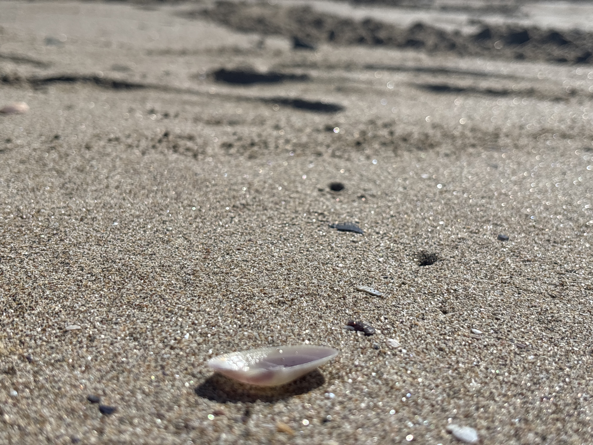 A close-up, low-angle shot of a sandy beach in Rezovo, Bulgaria, shows the texture of the sand with small shells and pebbles scattered across it. A single, iridescent shell lies in the foreground, catching the sunlight. In the background, blurred footprints are visible in the sand, indicating recent human activity. The overall impression is one of a quiet, natural coastal environment.