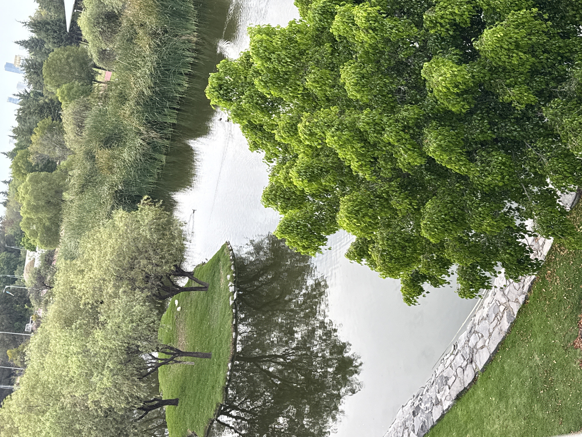 The image shows a park in Puebla, Mexico, featuring a pond surrounded by greenery. On one side, a line of trees with light green foliage borders the water, reflected in the pond's surface. A grassy area with scattered trees is present, separated from the pond by a border of stones. On the other side of the pond, dense green trees overhang the water. In the distance, the city skyline is visible. Reeds and taller grasses grow along a portion of the pond's edge. A stone path or border defines the pond's edge where it meets the grass on one side. The scene suggests a calm, overcast day in a city park.