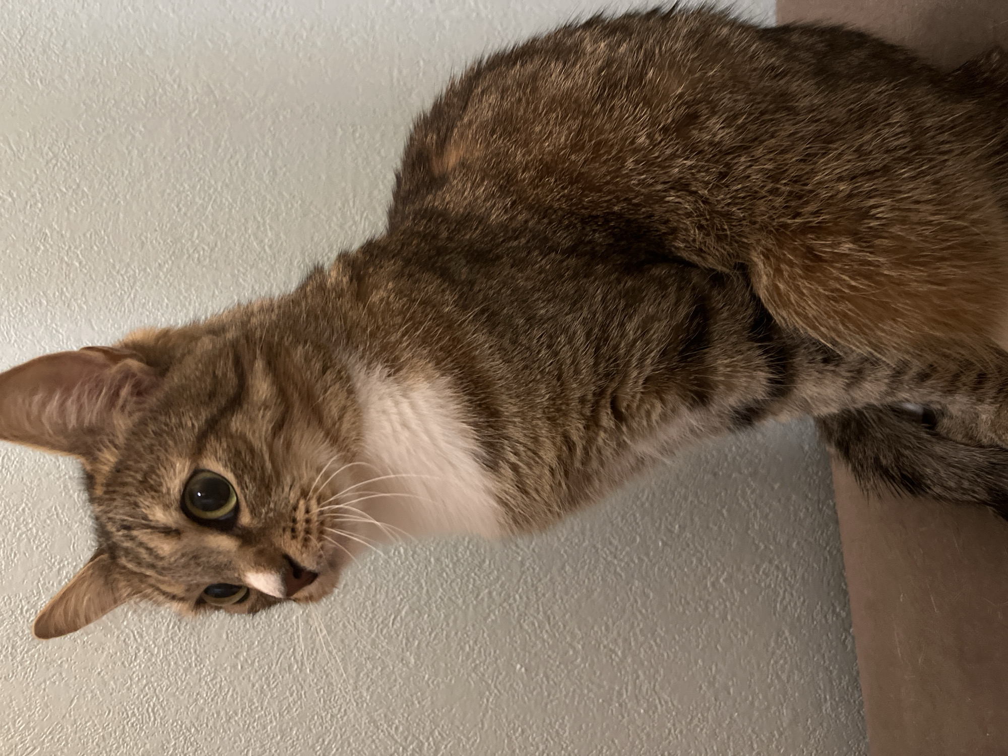 A brown tabby cat with a white chest is looking down at the camera from above. The cat is positioned against a light gray wall.