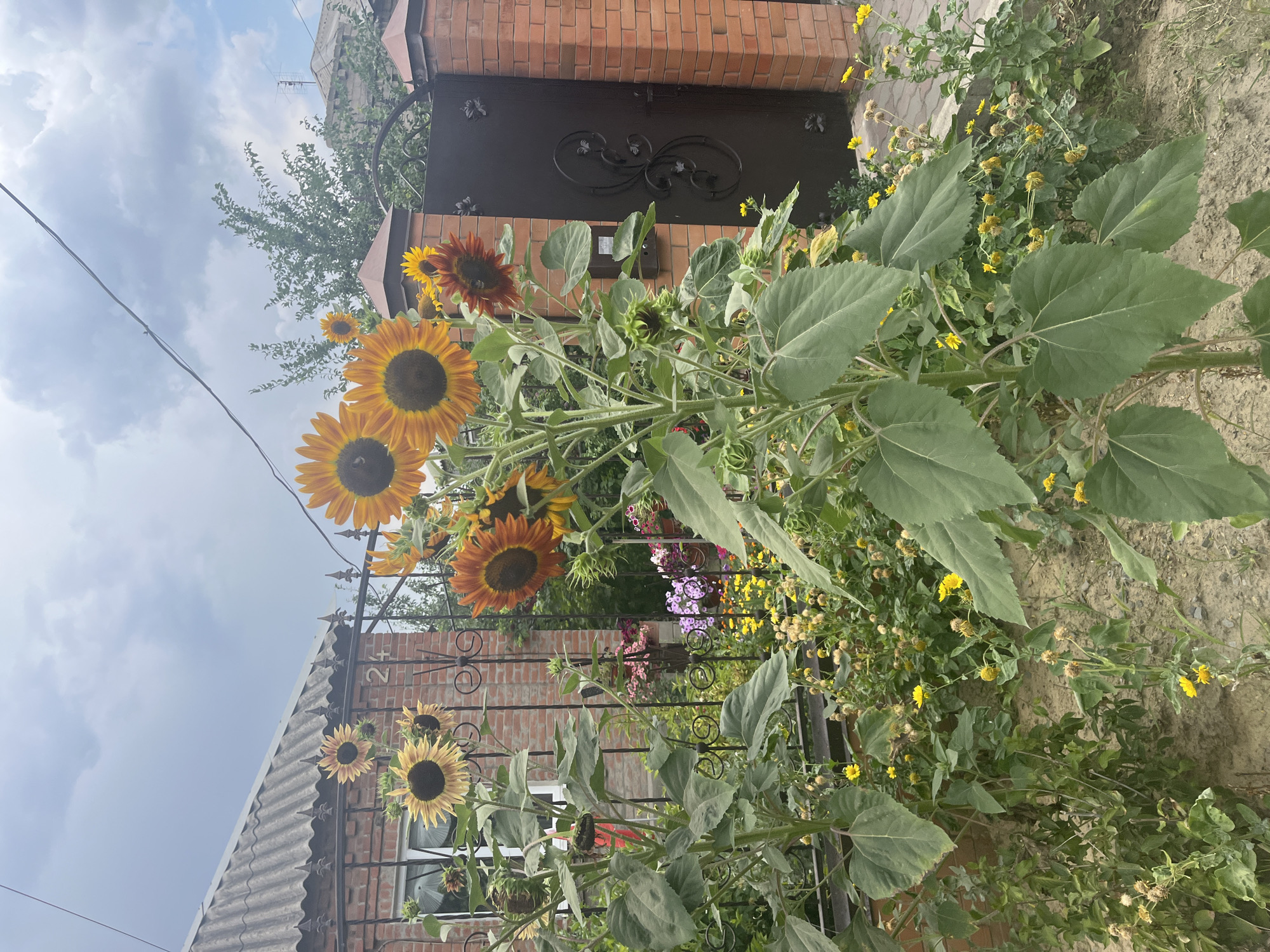 In the city of Yanovo-Grushevsky, Russia, a courtyard is depicted with a focus on several large sunflowers in the foreground. The sunflowers are of varying colors, including yellow and reddish-brown, and some are in full bloom while others are budding or past their prime. Behind the sunflowers, a black metal fence with decorative scrollwork separates the courtyard from a brick house with a corrugated roof. The house has windows and a visible house number "24". To the right of the house, a matching brick gate with a black metal door stands closed. The ground is covered in sand and dirt, with a variety of smaller flowering plants and greenery surrounding the sunflowers. The sky is overcast with a mix of clouds and patches of blue.
