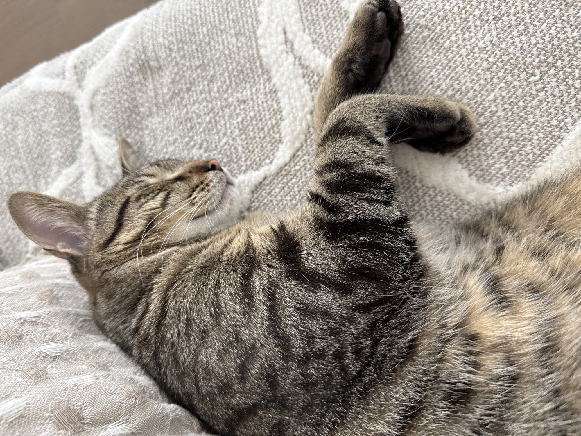 A tabby cat sleeps on a textured, light-colored blanket. The cat is curled on its side, with its eyes closed and its paws tucked in. The blanket has a woven pattern with some raised white threads. The scene appears to be indoors, possibly in a residential setting on Stock Island, United States of America. The lighting suggests it is daytime.