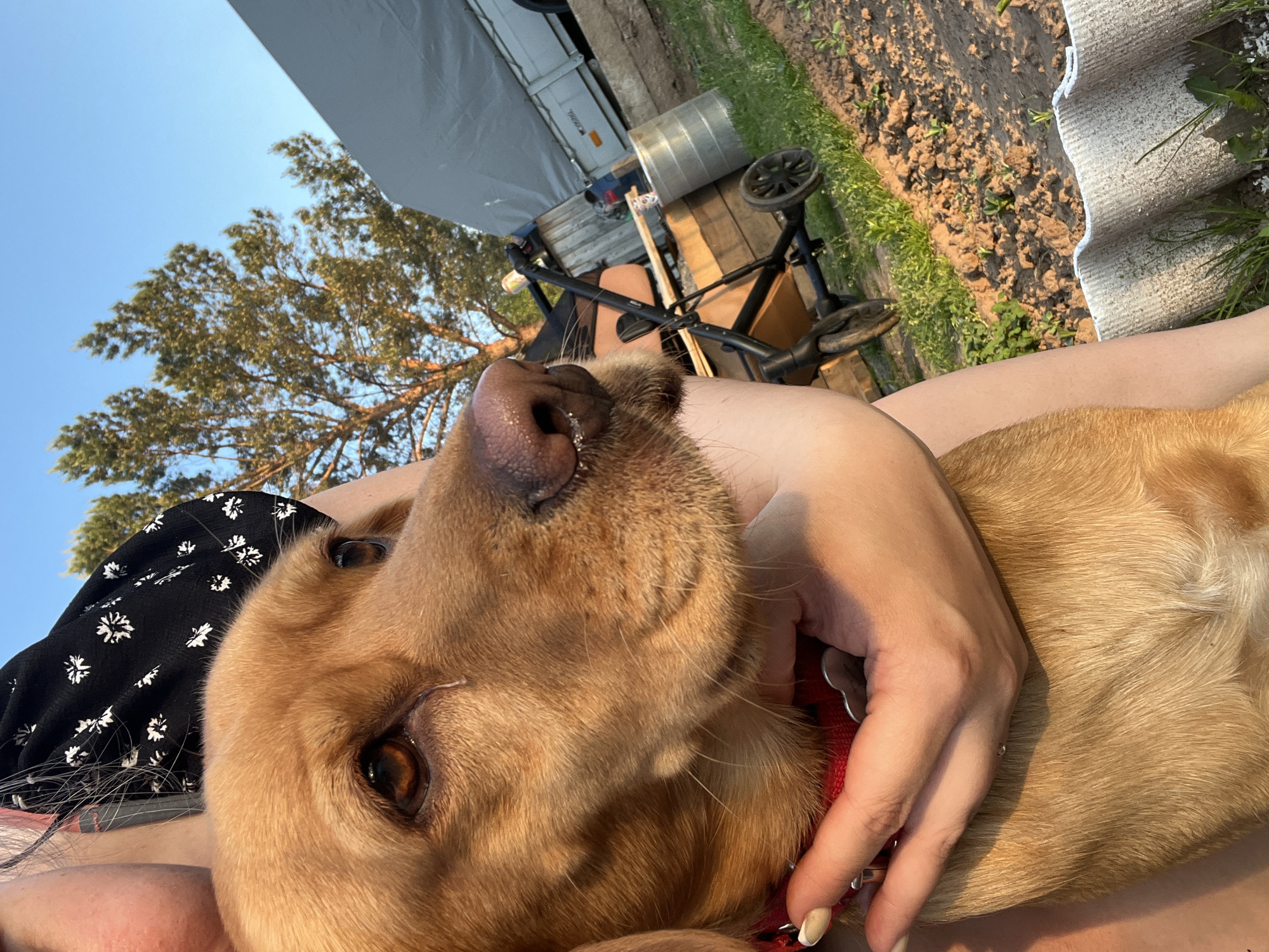 A light brown dog is being held by a person wearing a black dress with white flowers. The dog is wearing a red collar. In the background, there is a tree, a gray tarp, a metal keg, and a black stroller. The ground is covered in dirt and grass. The image was taken outdoors, likely in the city of Chaikovsky, Russia.