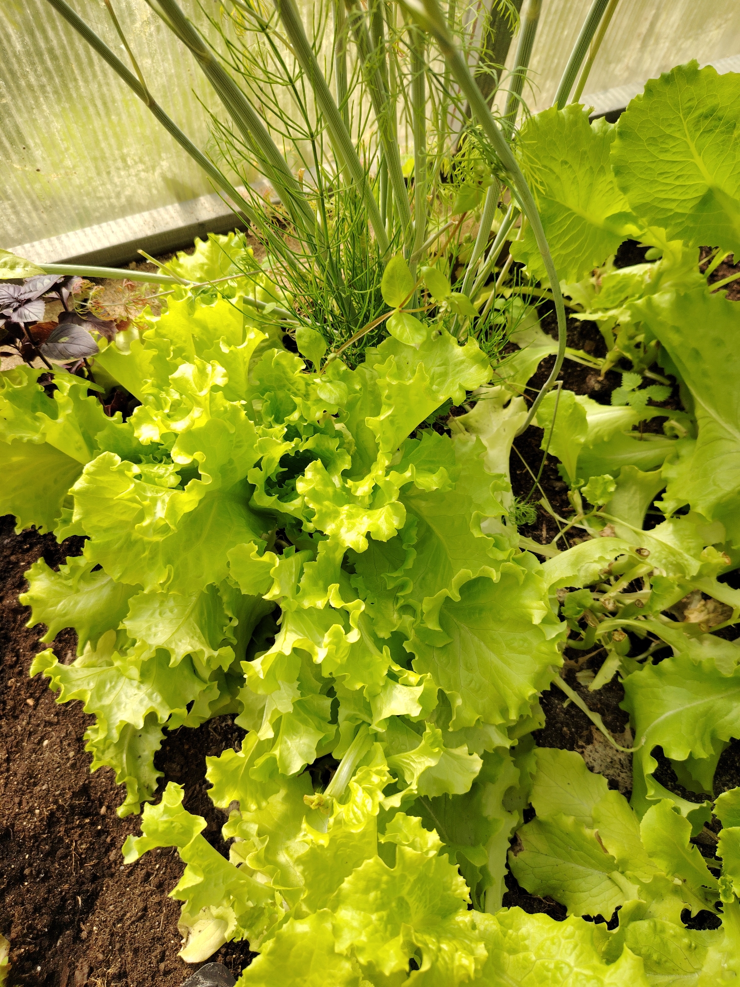 In a greenhouse in Vladimirovka, Russia, a close-up shot captures a vibrant head of bright green, ruffled lettuce, its leaves catching the sunlight. Interspersed among the lettuce are delicate fronds of dill, their feathery texture a stark contrast to the broad leaves of the salad. The dark, rich soil provides a grounding base for the plants. In the background, a section of the greenhouse's translucent wall allows diffused light to filter through, hinting at the surrounding environment. The scene is one of growth and cultivation, with the fresh produce ready for harvest.