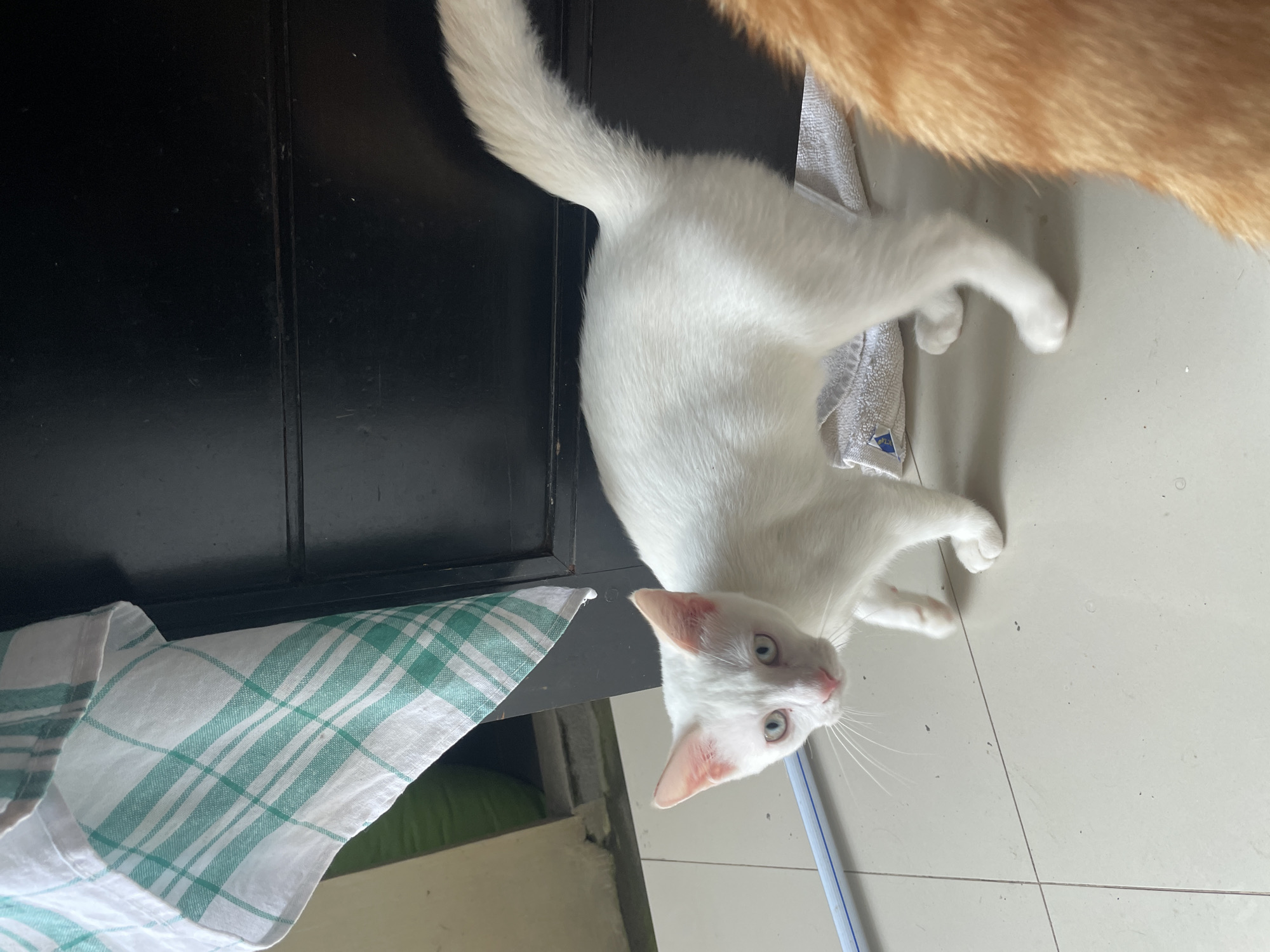 A medium-shot depicts a white cat, head oriented towards the camera, in Denpasar, Indonesia. A black door is in the background. A green and white checked cloth is partially visible to the left. A portion of an orange cat is in the upper right corner of the frame. The floor is tiled.