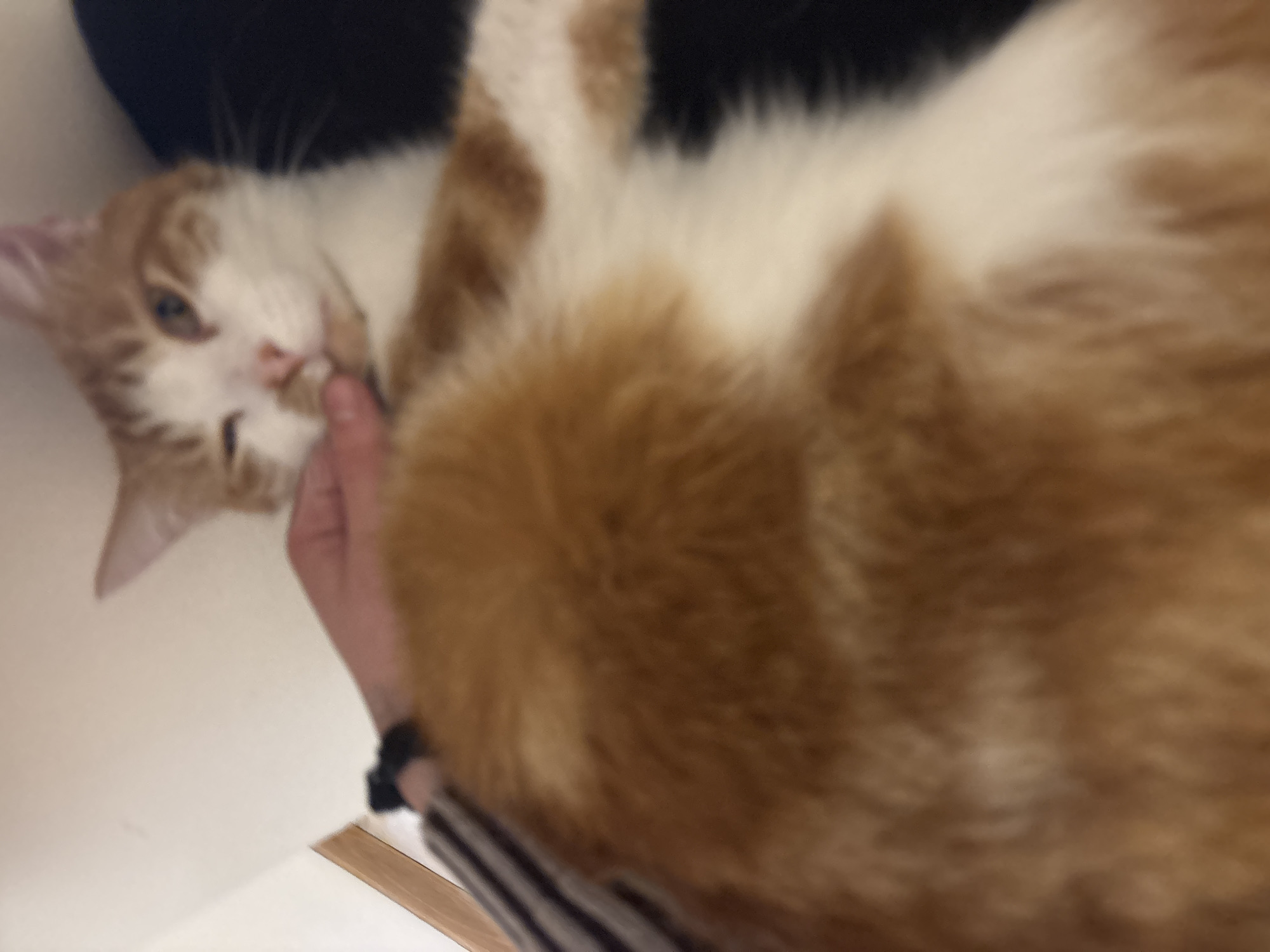 A blurry, medium shot shows a cat lying on its back, being petted by a person. The cat is primarily orange and white, with some black fur visible in the background. The person petting the cat has a wristband and is wearing a striped shirt. The background appears to be a white surface, possibly a countertop or table. There is no indication of location in Trelew, Argentina, or any specific urban environment.