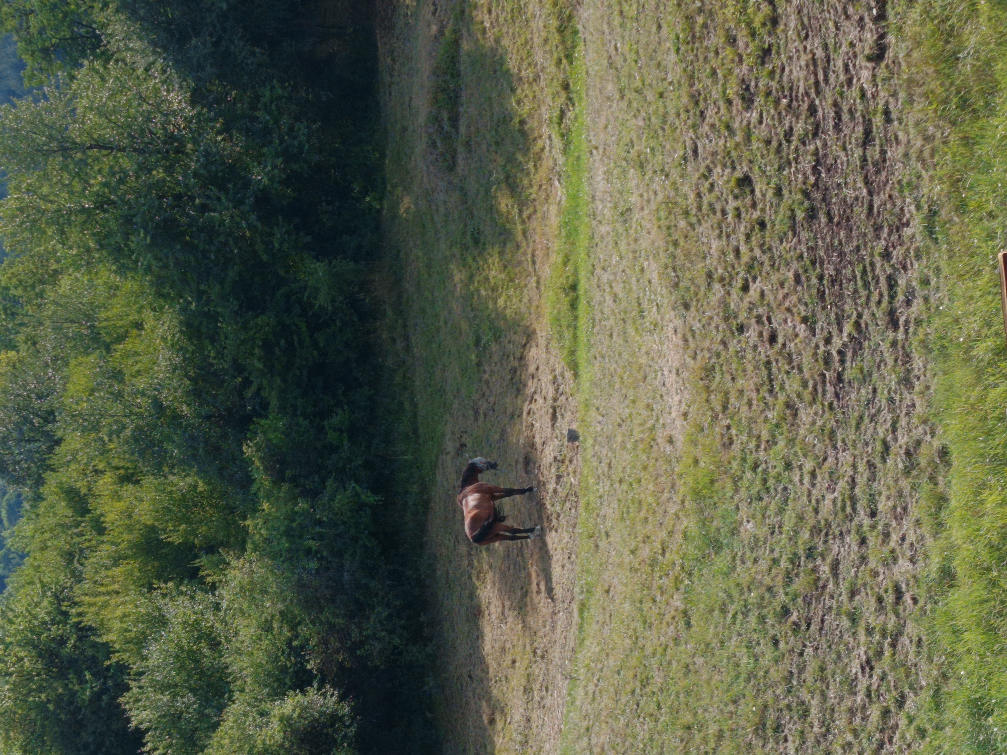 A brown horse stands in a grassy field in Kralev Dol, Bulgaria, with a dense green forest in the background. The horse is facing away from the viewer, with its head lowered as if grazing. The field is uneven, with patches of dry grass and some scattered straw. A small dark object, possibly a rock or a small stump, is visible to the right of the horse. The forest behind the horse is lush and green, with trees of varying heights. The overall scene depicts a tranquil, rural landscape on a sunny day.