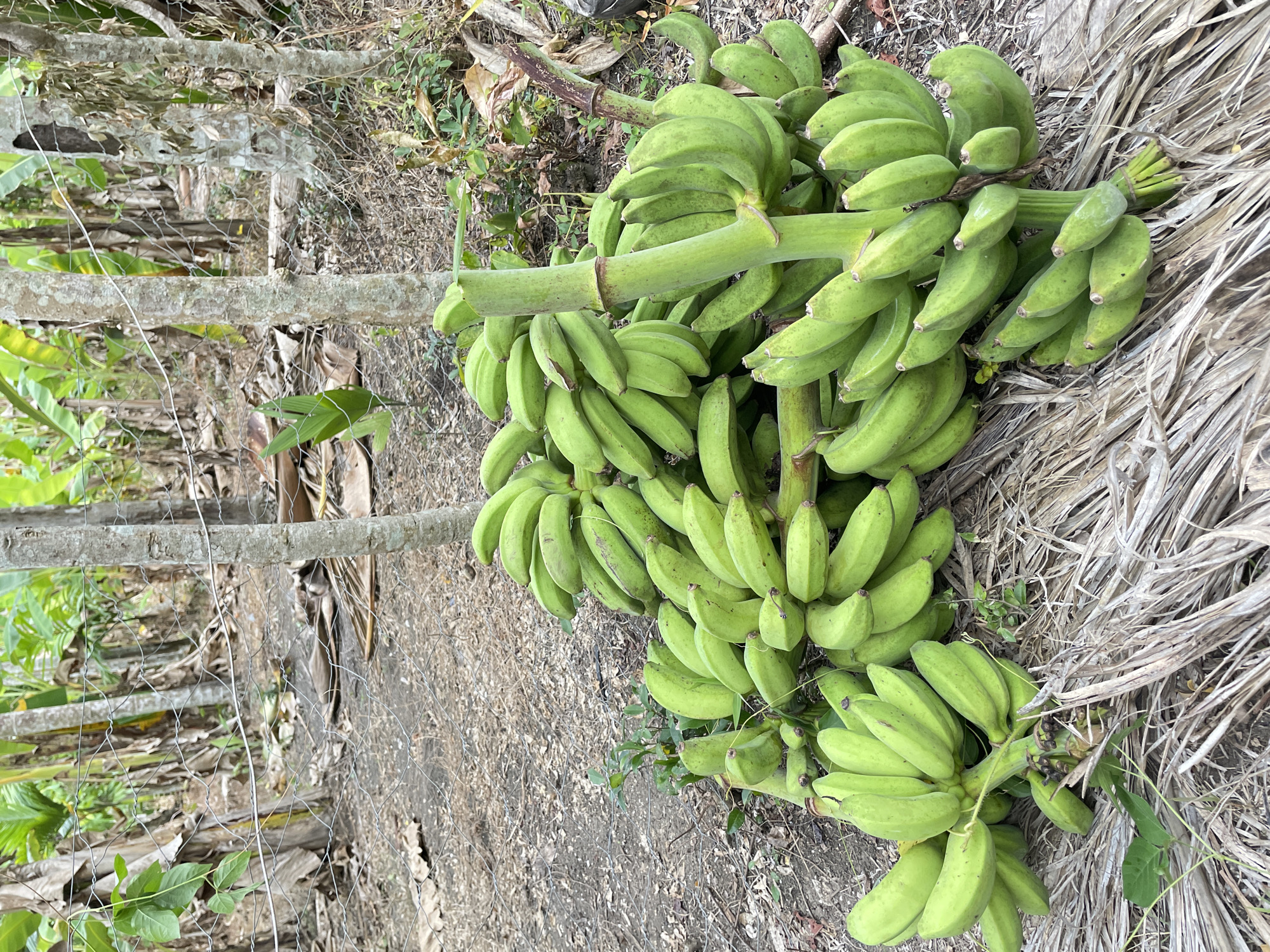 A close-up, eye-level shot shows a large bunch of green bananas harvested and placed on the ground in an outdoor, rural setting. The bananas are clustered together on stalks, with some of the stalks extending upwards, creating a sense of abundance. The ground beneath the bananas is covered with dry leaves and twigs, suggesting a natural or agricultural environment. In the background, the trunks of several banana trees are visible, along with foliage and a wire fence, indicating this scene is likely part of a plantation or farm. The lighting is natural, and the overall impression is one of a fresh harvest in a tropical or subtropical region. The location is identified as Seukeumbrok Beurabo, Indonesia.