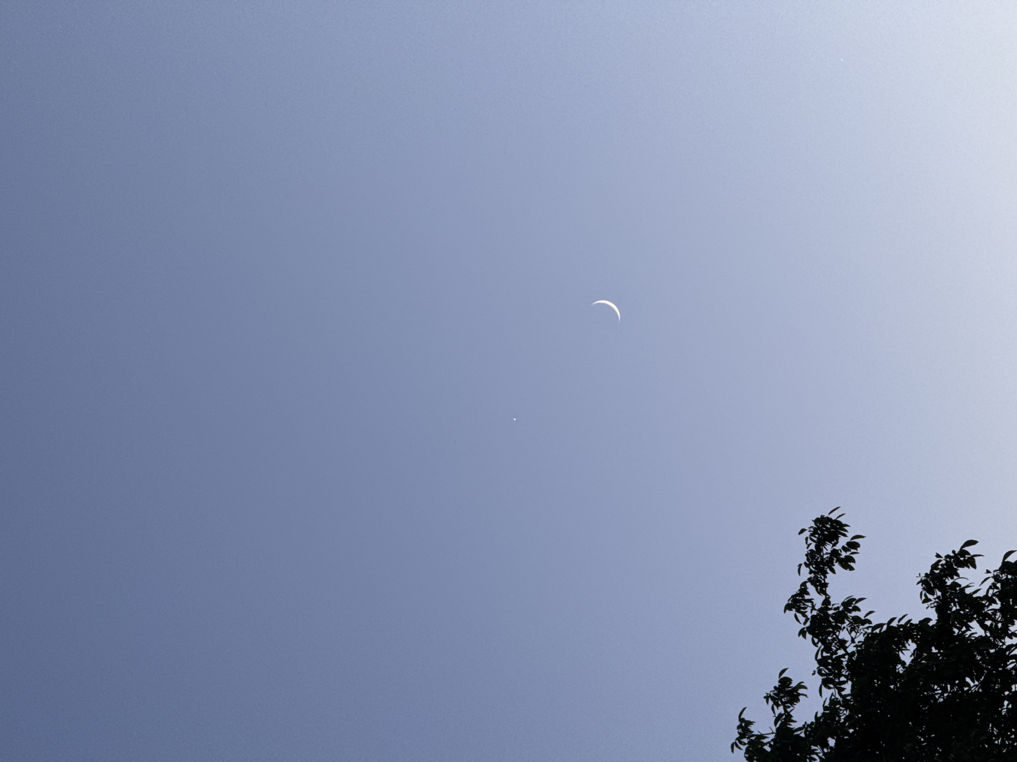 The image depicts a clear, pale blue sky during the daytime, with a crescent moon visible in the upper right quadrant. Below and to the left of the moon, a small, bright dot, likely a planet or a star, is also visible. In the lower right corner of the frame, the dark silhouette of the top branches and leaves of a tree is present, partially obscuring the sky. The sky appears to be a light, hazy blue, suggesting a bright but possibly slightly overcast or hazy day, or perhaps it is nearing dusk or dawn. The overall mood of the image is serene and celestial, with the natural elements of the sky and the tree creating a quiet, observant scene. No people or text are visible in the image. The location context suggests this scene was captured in Grushevskaya, Russia.