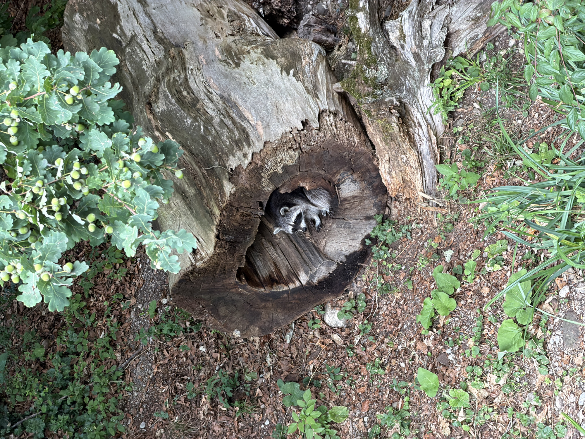A raccoon is nestled in the hollow of a large, fallen tree trunk. The trunk is weathered and appears to be old, with rough bark and visible wood grain. The raccoon is facing forward, with its distinctive mask-like facial markings visible. It is sitting upright, with its paws tucked in. The surrounding environment is a forest floor, with dry leaves, dirt, and scattered green foliage. Oak leaves and acorns are visible on a branch hanging over the top of the tree trunk. The scene appears to be in a natural, outdoor setting. There is no information provided that indicates the location is in the city of Bern, Switzerland.