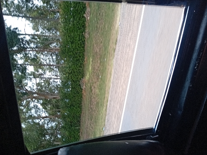 The image depicts a roadside scene in Timau ward, Kenya, viewed from inside a vehicle through a window frame. The dark, possibly black, window frame occupies the left, bottom, and right edges of the primary view. Outside, a grey asphalt road with a solid white shoulder line runs horizontally across the lower midground. Adjacent to the road is a strip of light green and brown grass. Beyond this grassy verge, a dense, dark green hedge extends horizontally across the frame. Behind the hedge, numerous tall, slender trees with light grey trunks and green foliage are visible, extending towards the sky. The sky is bright and appears overcast, partially obscured by the tree canopy. No individuals are present.