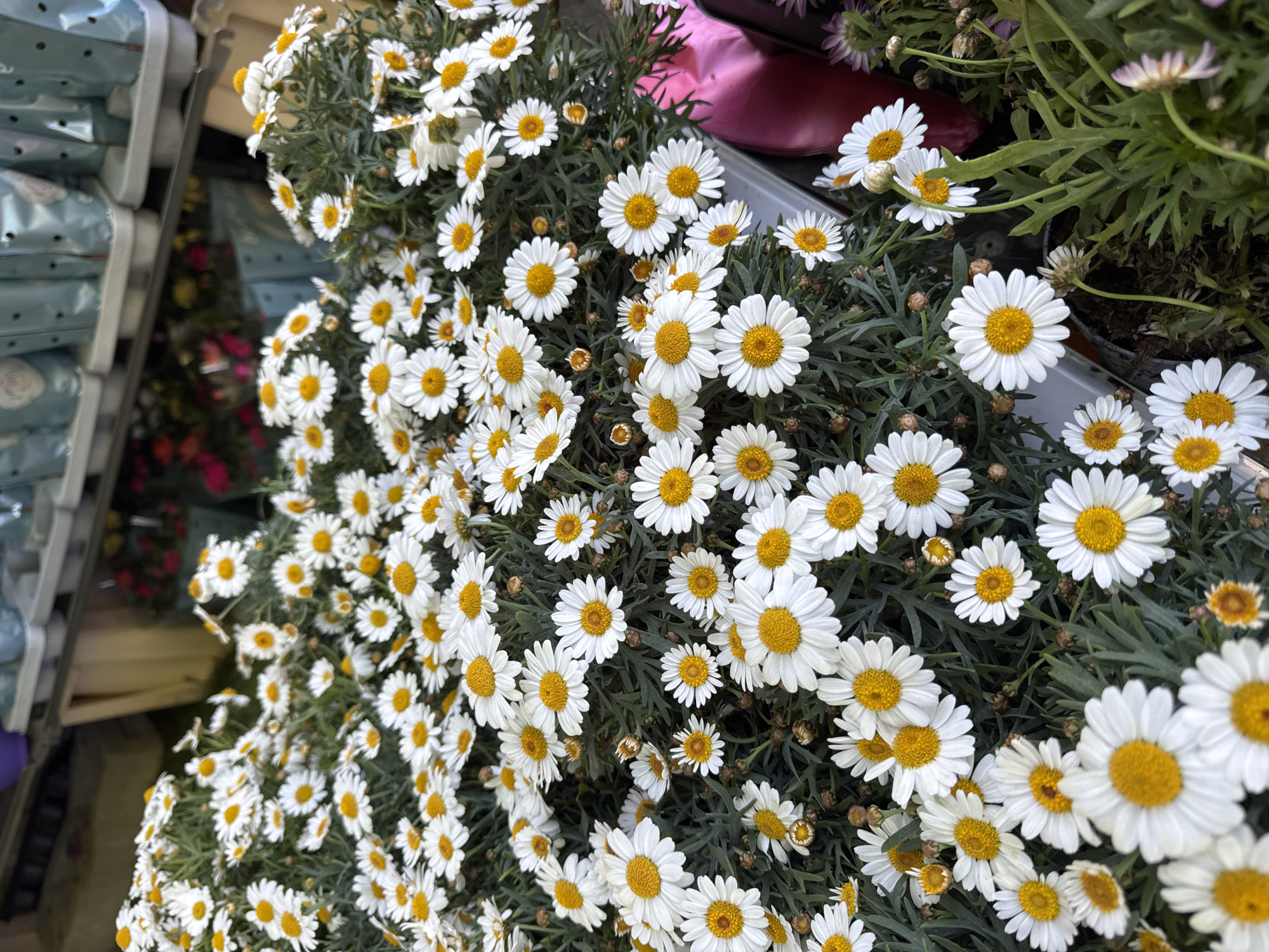 The image depicts a dense arrangement of white daisies with yellow centers. The flowers appear to be displayed for sale, possibly in a market or flower shop. Some packaging and shelving are visible in the background. The daisies are densely packed, creating a visually textured scene. The location, Burgas, Bulgaria, is based on external information, as it cannot be determined from the image itself.