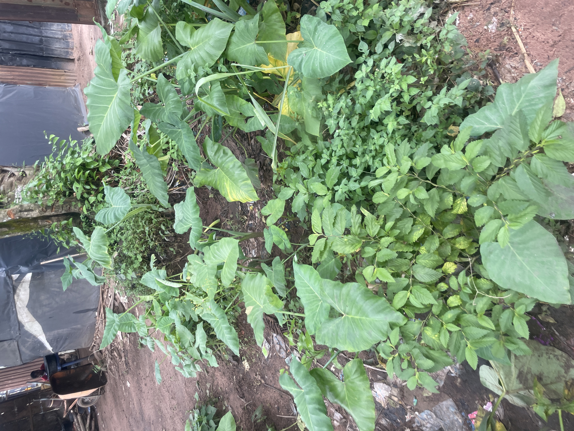 An outdoor scene in Ihiagwa, Nigeria, features a dense growth of large-leafed plants, possibly taro, bordering a dirt path. In the background, a person is visible near a wheelbarrow, which is positioned beside a makeshift structure covered in black and grey tarpaulin. The environment appears somewhat unkempt, with debris visible on the ground among the vegetation. The overall impression is one of a residential or agricultural area with signs of ongoing human activity.