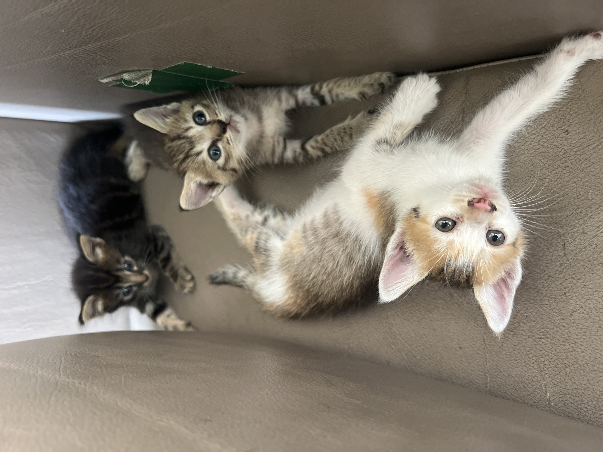 Three kittens are looking up from within a tan-colored cardboard box. One kitten is mostly brown with dark stripes, and two kittens have white and brown fur with stripes. The location is not specified in the image.