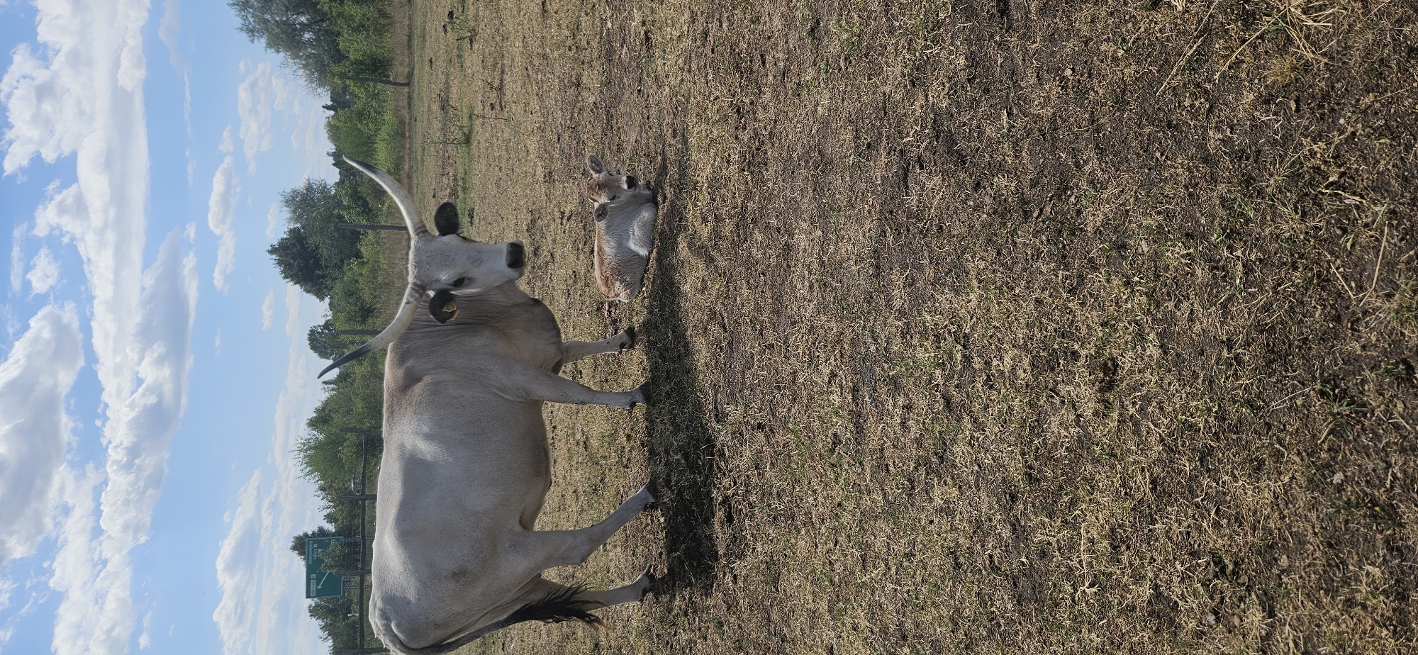 The image depicts a Hungarian Grey Steppe cattle cow and calf in an outdoor enclosure. The cow is standing and facing the camera, while the calf is lying down in the dry, grassy field. The background shows a fence, trees, and a blue sky with white clouds. A road sign can be seen in the distance on the left. The scene appears to be in a rural or semi-rural area. Based on the road sign indicating Keszthely, Hungary, the location is likely within the city limits or its immediate surroundings.