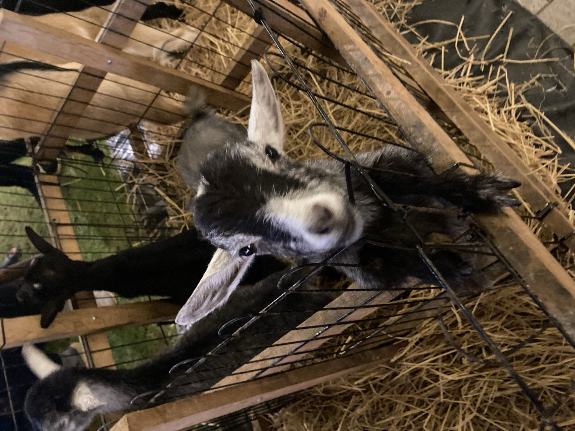 The image shows a group of goats in an enclosure. The enclosure appears to be made of wood and wire mesh. The goats are of different colors, including black, white, and gray. One goat is positioned near the wire mesh, looking up toward the camera. The enclosure is littered with hay. The location is Choeng Thale, Thailand.