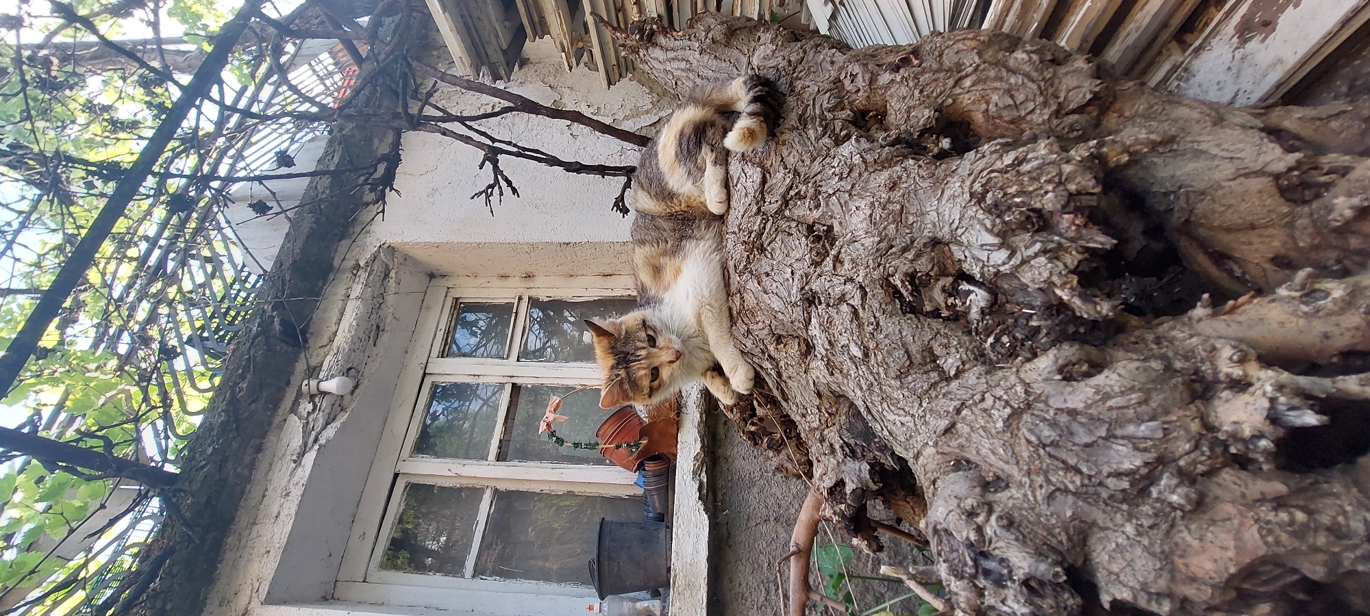 A cat is lying on a gnarled tree trunk, near a weathered window on a building. The building appears to be old, with cracked and peeling white paint. The window has multiple panes, some of which reflect the surrounding vegetation. Several plant pots are visible on the windowsill. Overhead, a metal lattice or pergola supports climbing vines, possibly grapevines, which partially obscure the sky. Based on the information given, the location is Yagodovo, Bulgaria. The image seems to be taken from below, looking up at the cat and the building.