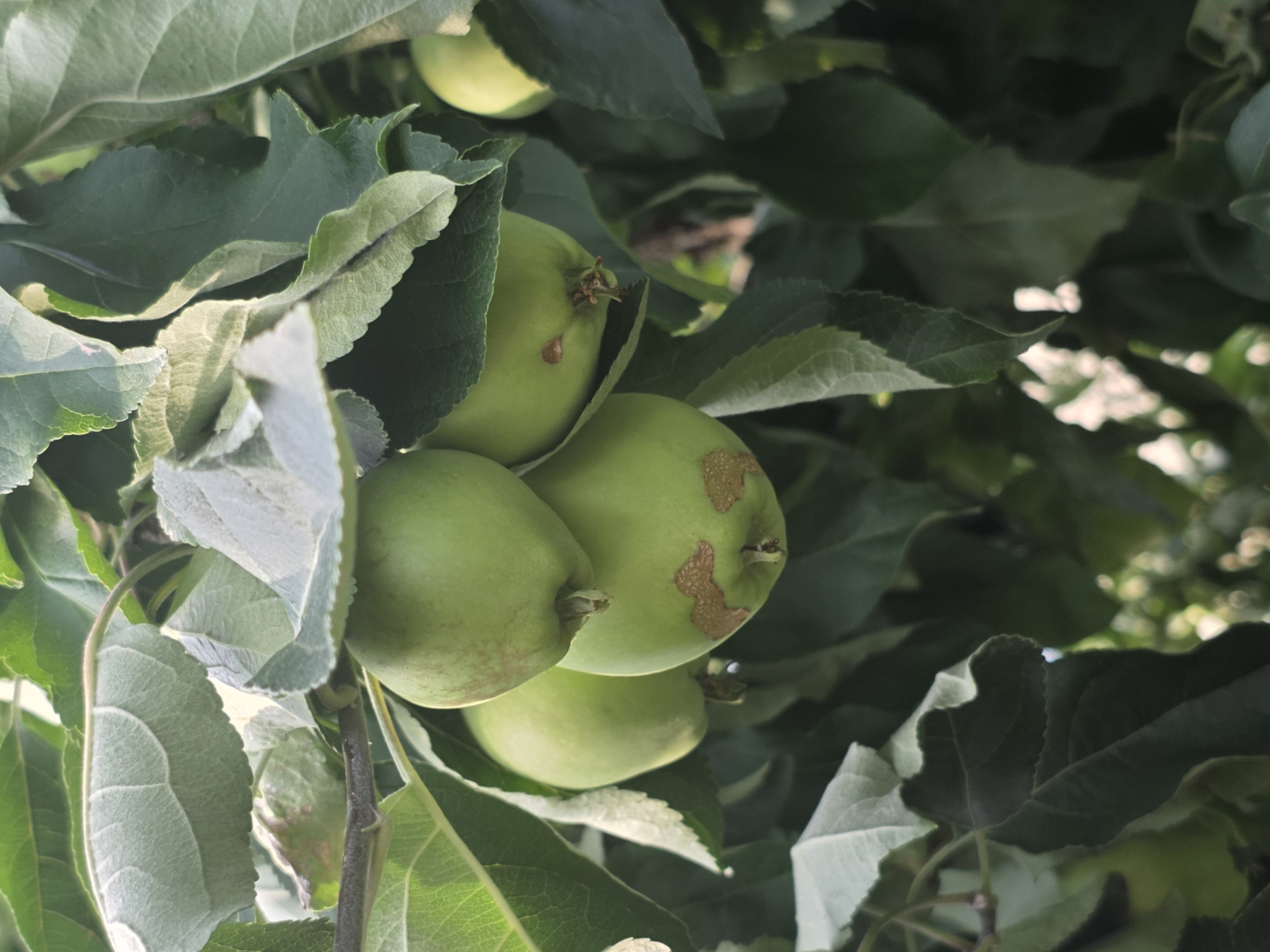 This is a close-up, eye-level outdoor photograph of several unripe green apples hanging from a tree branch, surrounded by lush green leaves. The apples are clustered together, with some partially obscured by the foliage. Some of the apples exhibit small, brown, textured marks, suggesting minor blemishes or early signs of development. The background is a soft blur of green and out-of-focus sunlight filtering through the leaves. The scene is indicative of a natural, possibly rural or suburban setting, consistent with the location in Pidhorodne, Ukraine. There are no people or human activity depicted in the image.