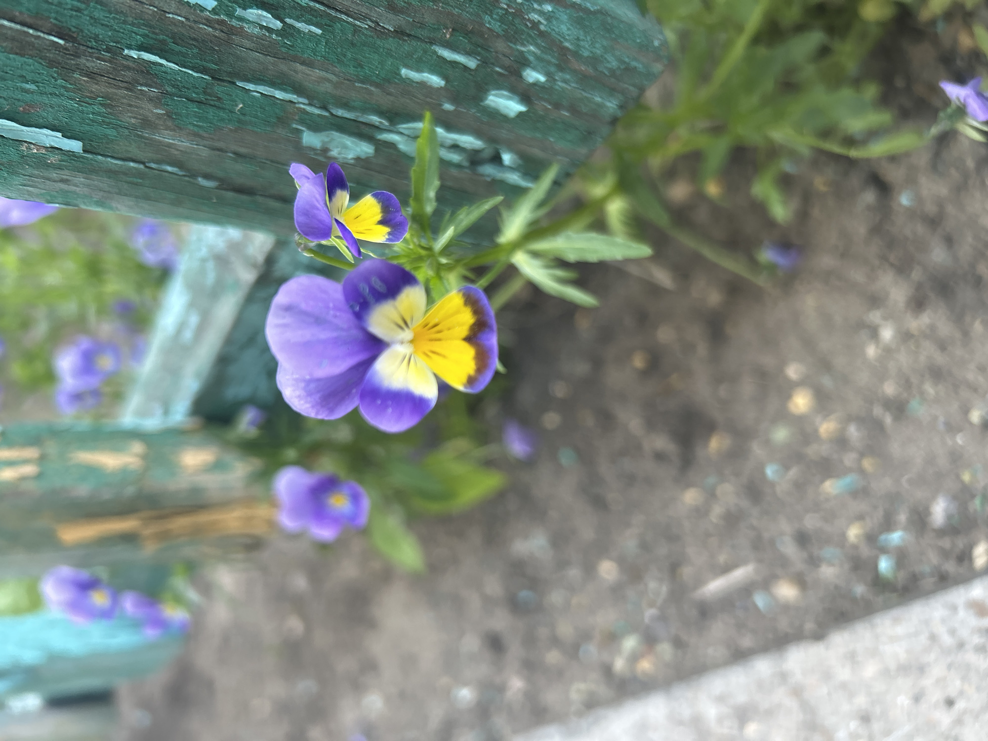 This image shows a close-up of purple and yellow pansies growing near a weathered wooden fence with peeling green paint. The flowers are in focus in the foreground, with some of them blurred in the background. The ground appears to be a mix of dirt and small stones. The fence is a prominent element, suggesting an outdoor setting, possibly a garden or a yard. The overall impression is one of natural beauty against a backdrop of aged man-made structure. There are no people or animals visible in the image. The specific location in Angarsk, Russia, cannot be determined from the visual information alone.