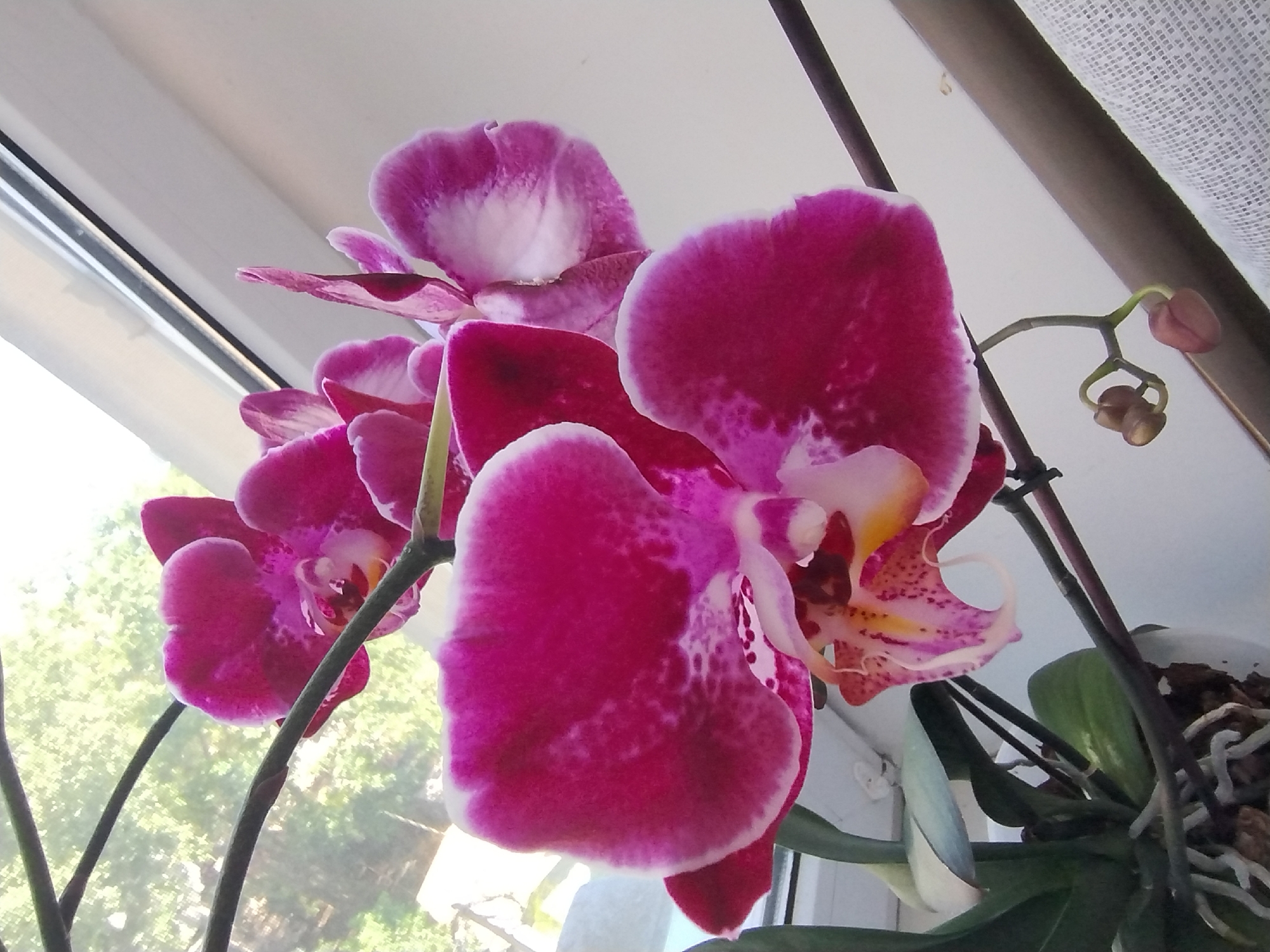 A close-up, low-angle shot showcases a cluster of vibrant pink and white orchid flowers blooming in a pot, positioned near a window. The flowers are the primary focus, with their intricate patterns and delicate petals clearly visible. The background is softly blurred, revealing the green foliage of trees outside the window and a portion of the window frame. The lighting suggests it's daytime, with natural light illuminating the scene.