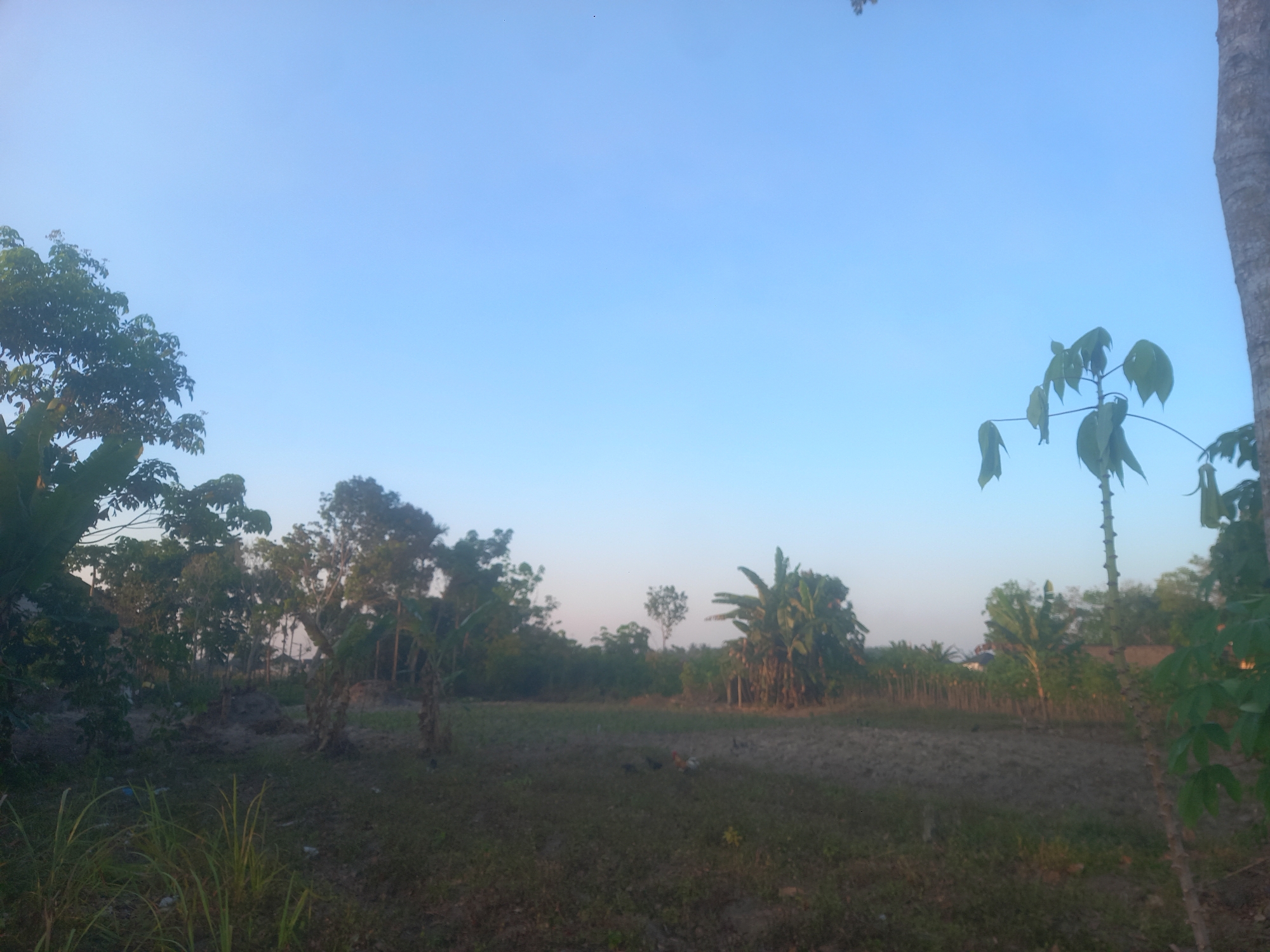 The image depicts an outdoor scene in Kasang Pudak, Indonesia, under a clear, pale blue sky, likely during dawn or dusk. The landscape features a field in the foreground with sparse, dry grass and some tilled earth. Several trees and vegetation are visible throughout the scene. To the left, dense foliage creates a shaded area. In the mid-ground, a cluster of trees, including what appear to be banana trees, stand amidst a partially cleared area. Further in the background, a line of trees forms a natural boundary, with hints of structures or other vegetation behind them. A prominent tree trunk, partially out of frame on the right side, extends vertically, with its leaves reaching towards the sky. The overall impression is of a rural or semi-rural setting. There are no people or animals clearly discernible in the image.